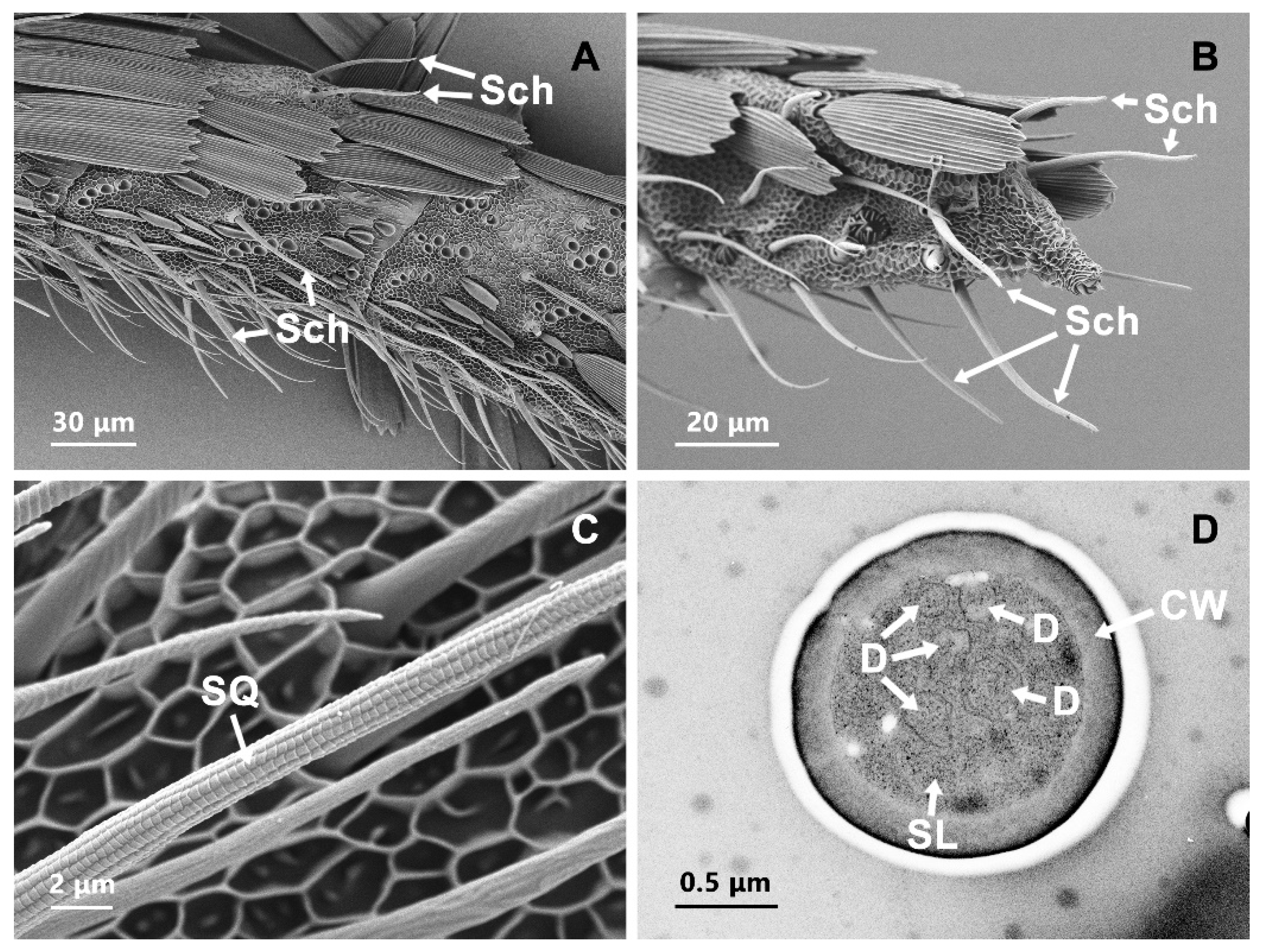 Insects 13 00797 g004 Insects 13 00797 g004