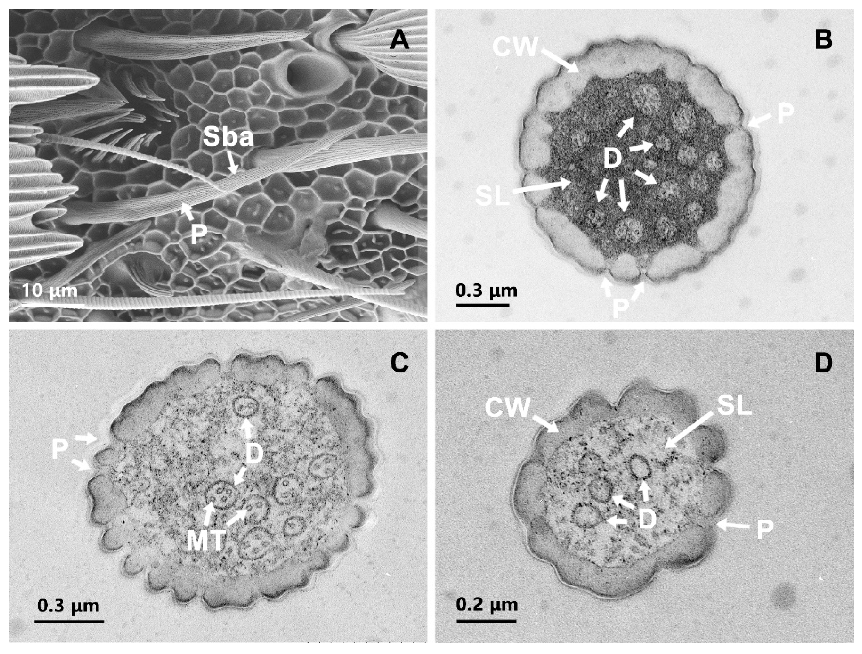Insects 13 00797 g005 Insects 13 00797 g005