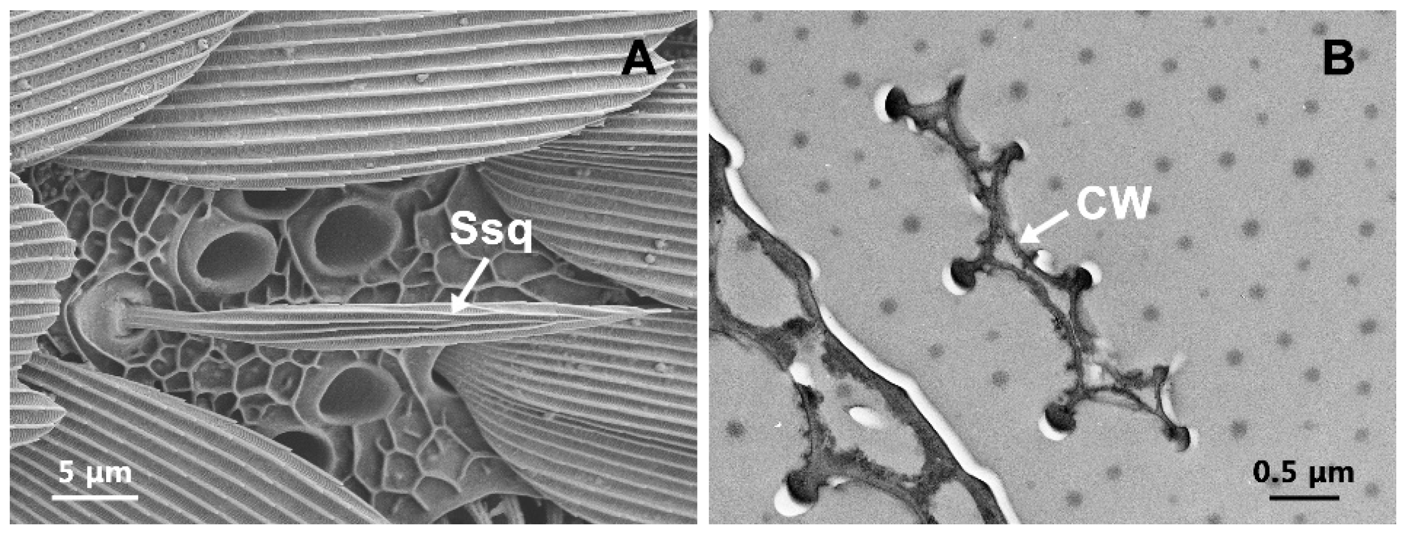Insects 13 00797 g008 Insects 13 00797 g008