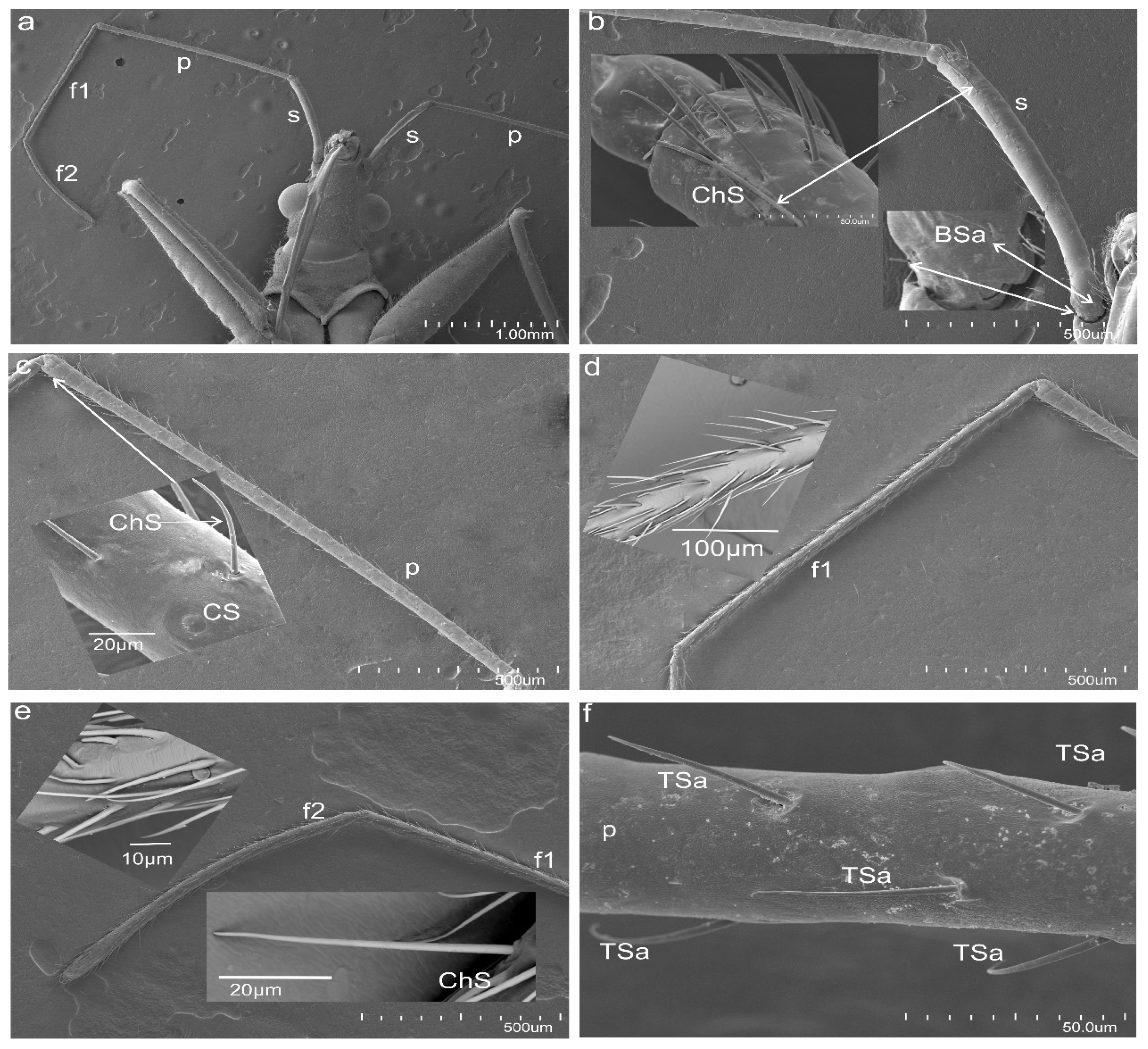 Insects 13 00799 g001