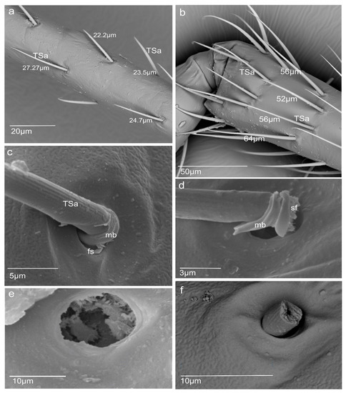 Insects 13 00799 g003 550