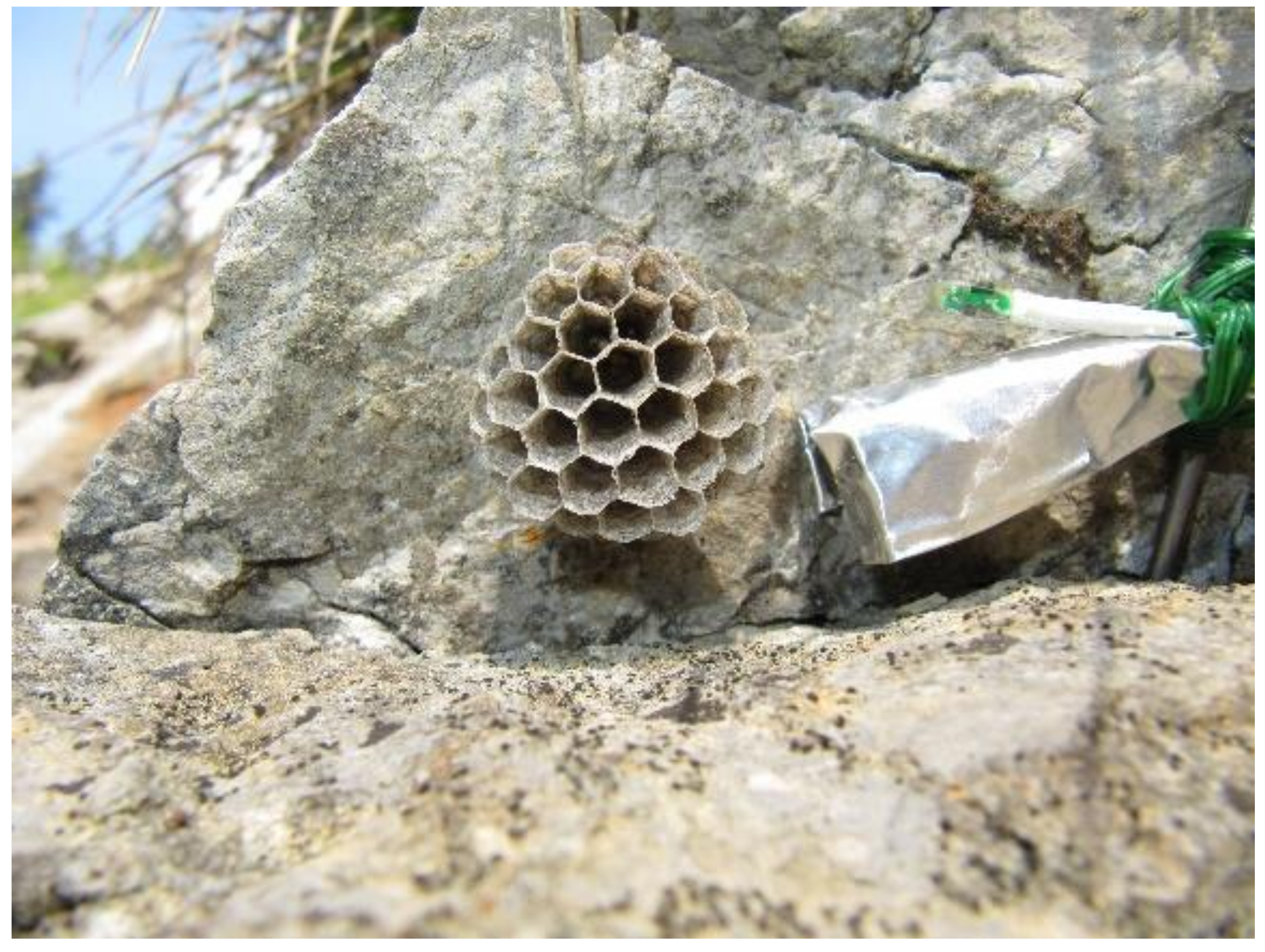 Insects 13 00800 g001