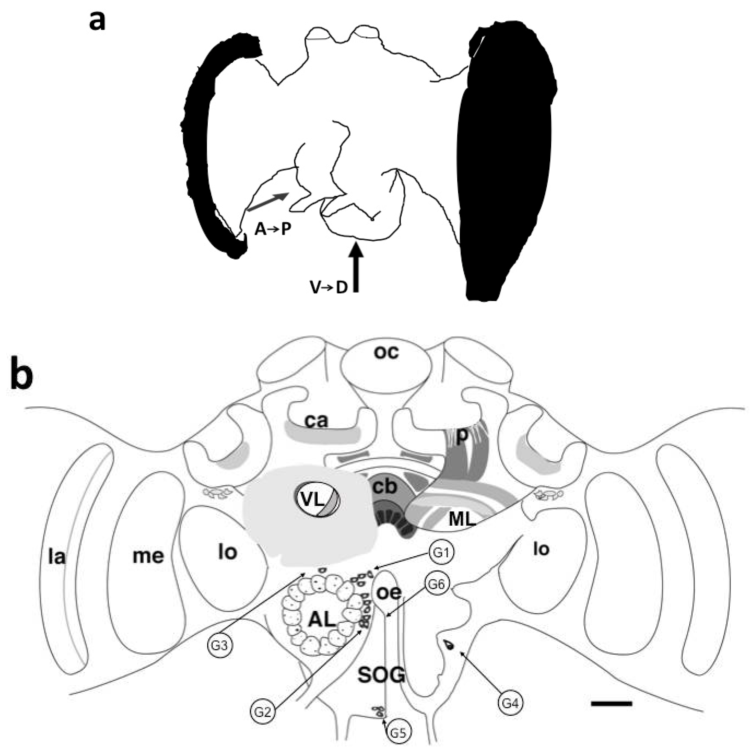 Insects 13 00806 g001a