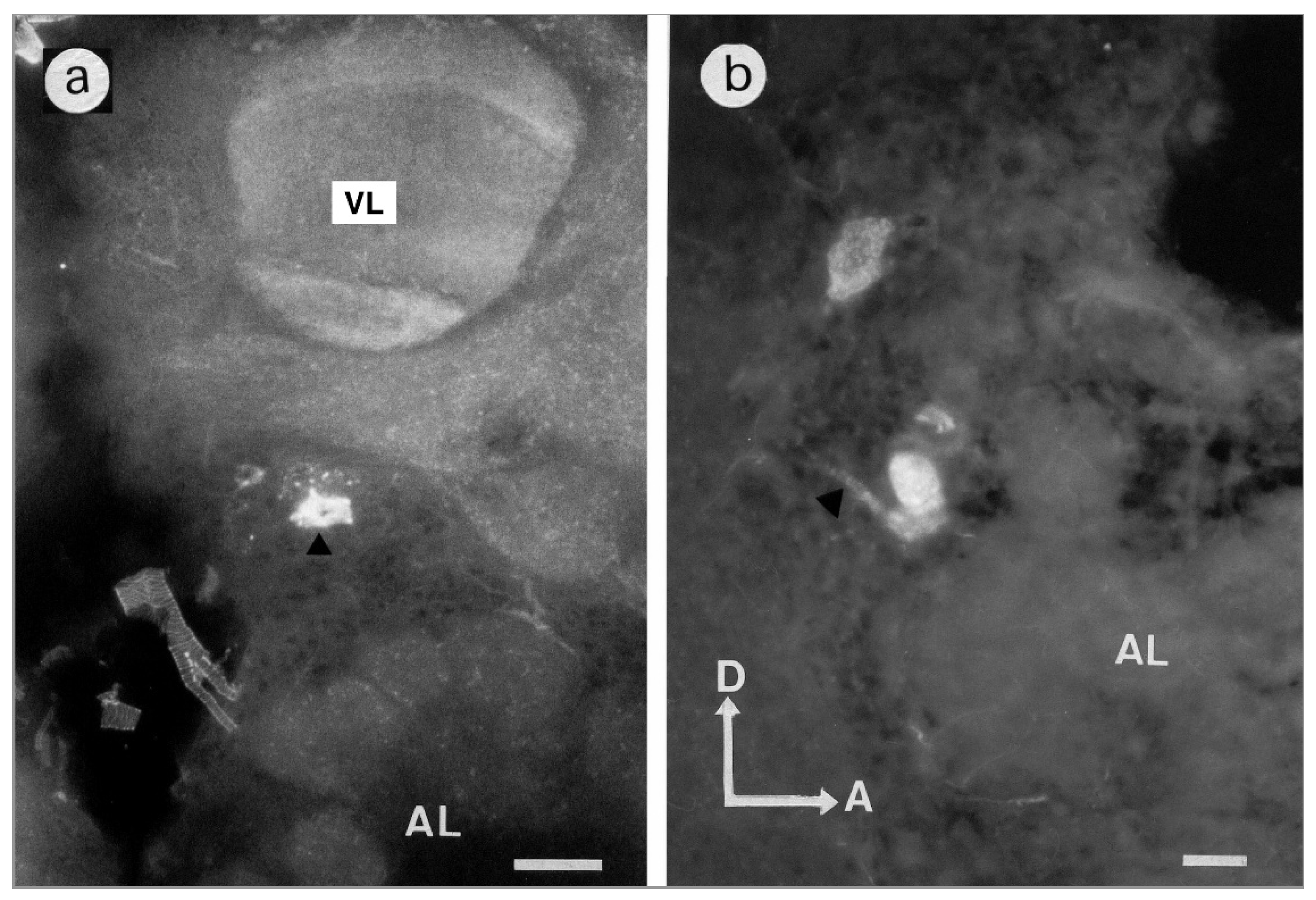 Insects 13 00806 g002