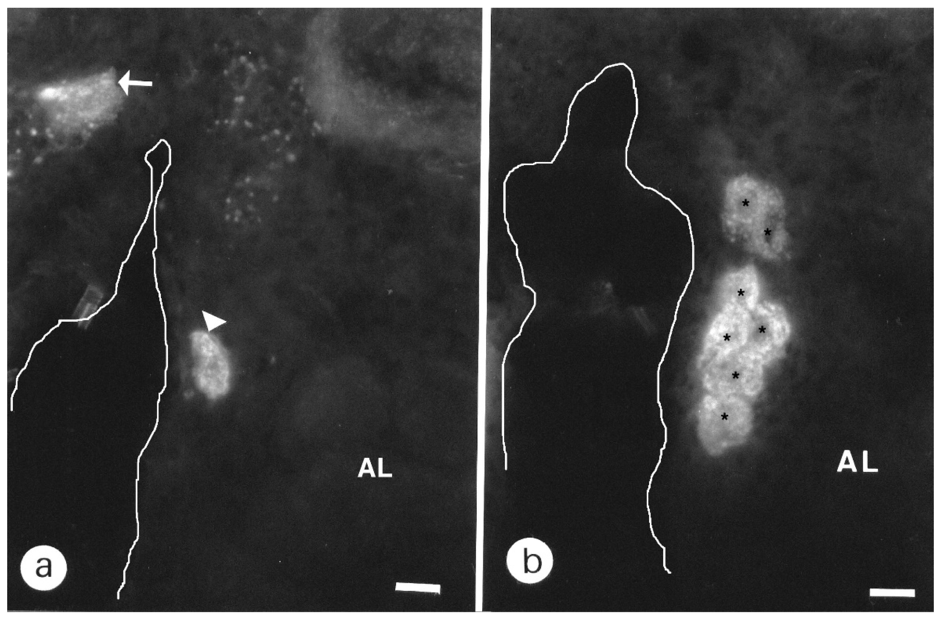 Insects 13 00806 g003
