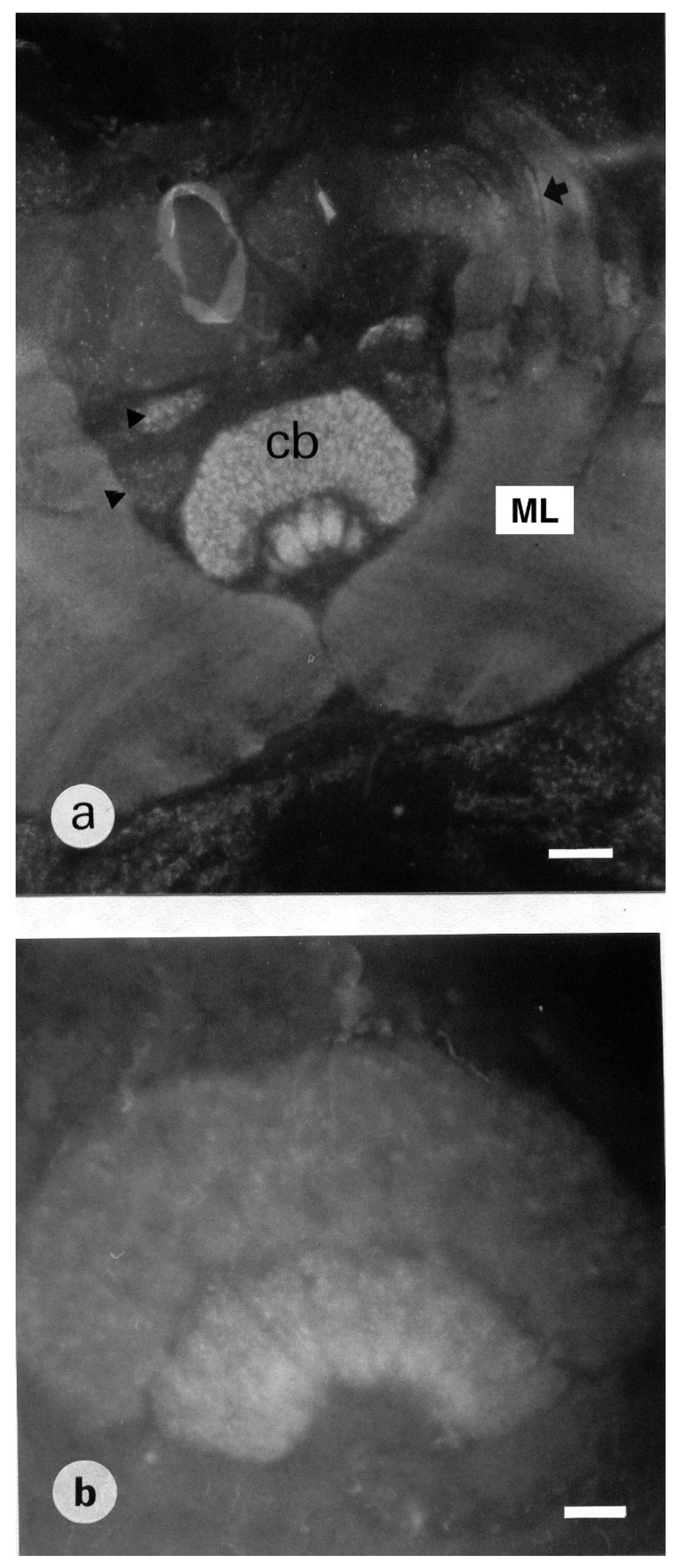 Insects 13 00806 g004