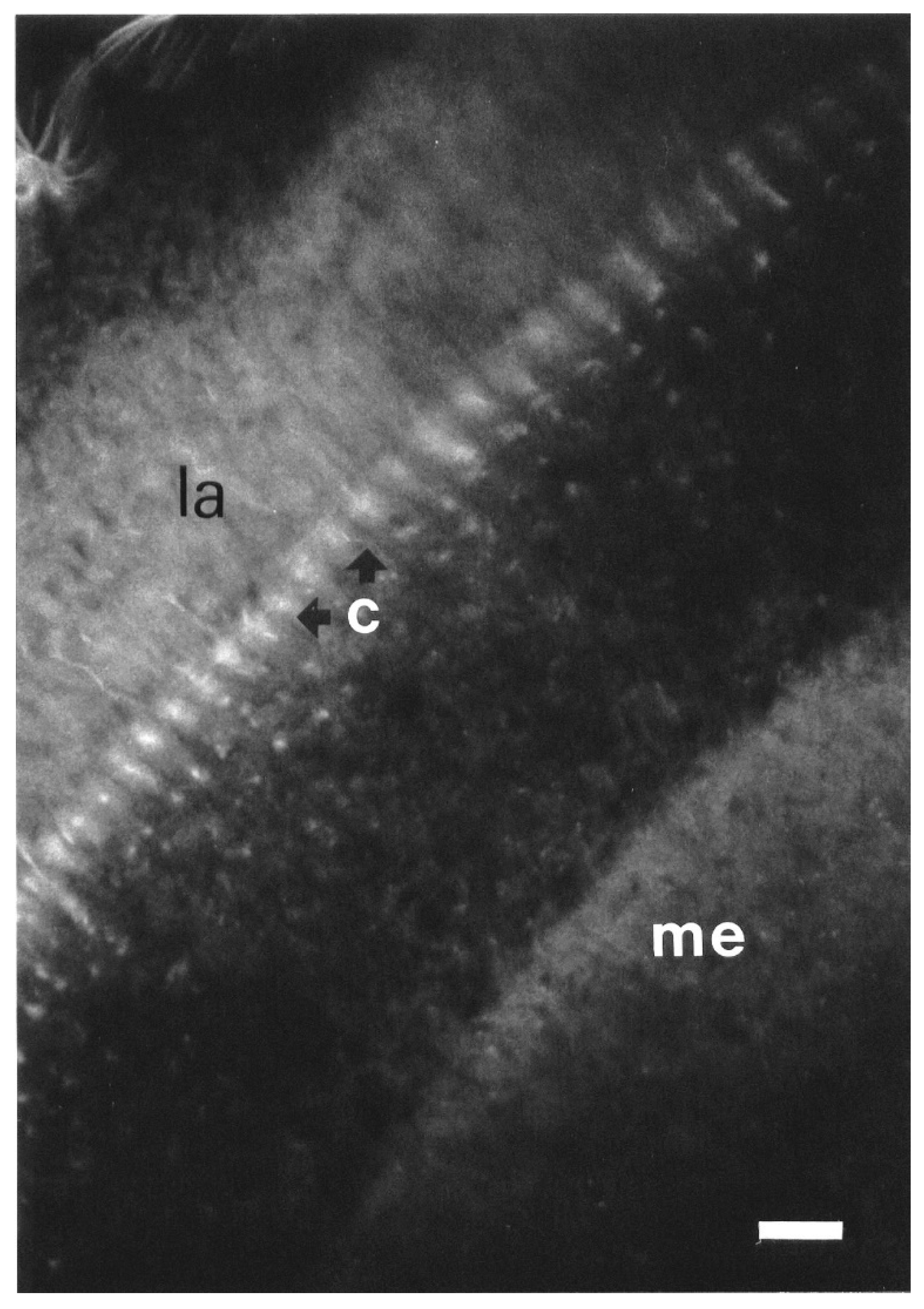 Insects 13 00806 g005