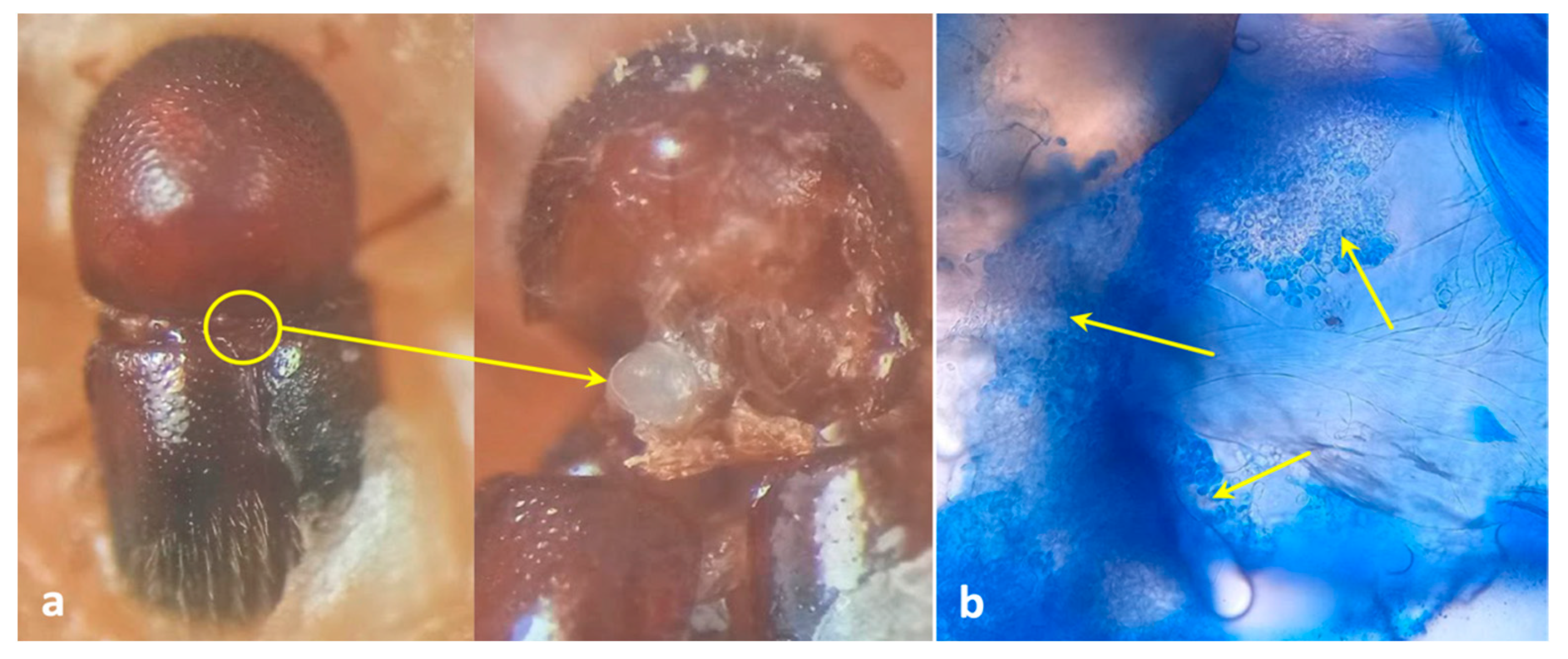 Insects 13 00809 g001