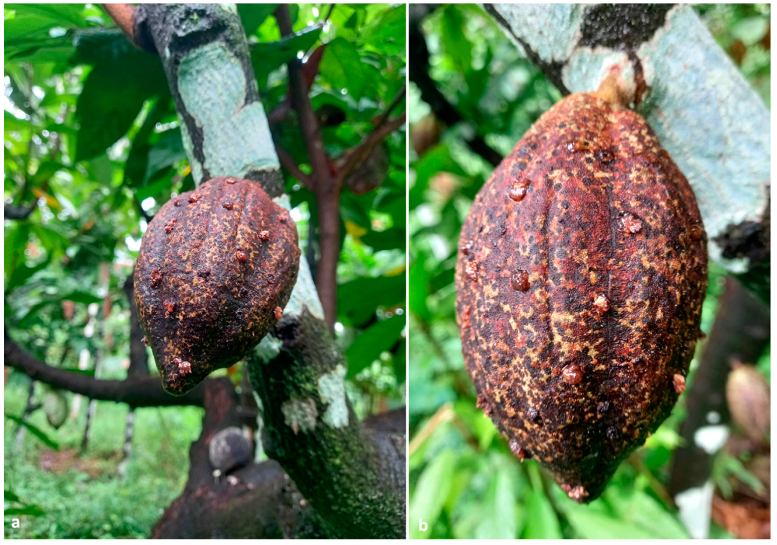 Insects 13 00809 g003