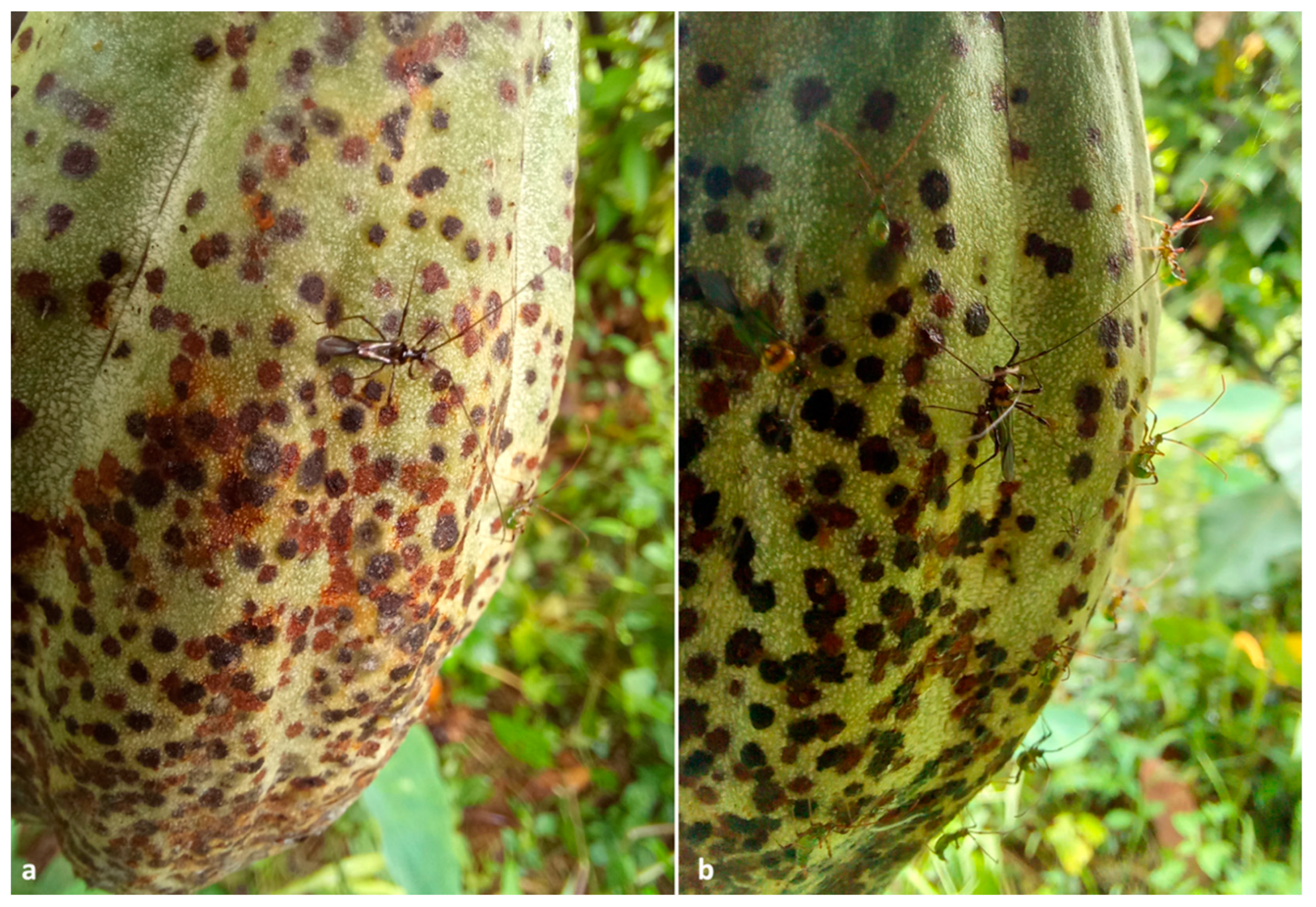 Insects 13 00809 g004