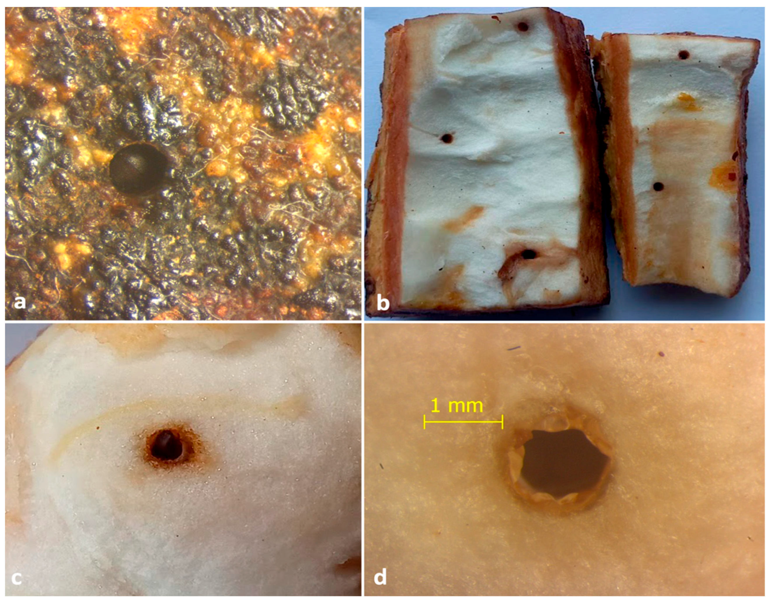 Insects 13 00809 g005