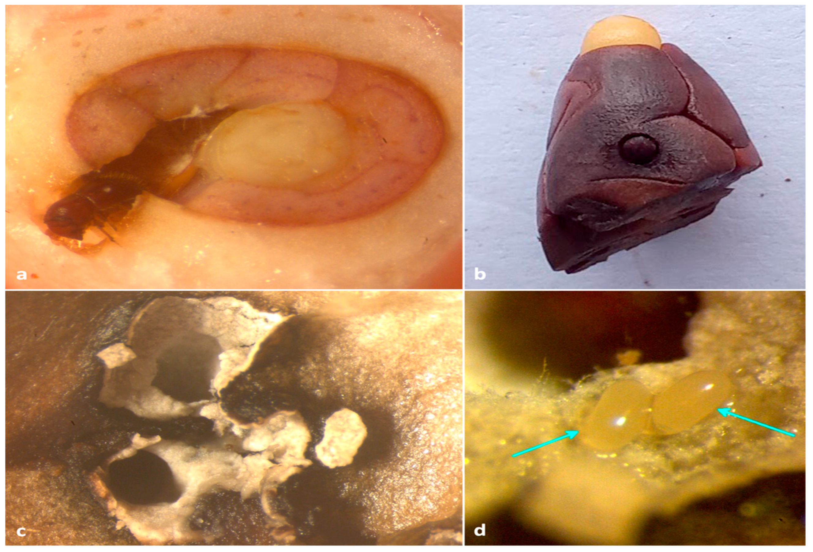 Insects 13 00809 g006