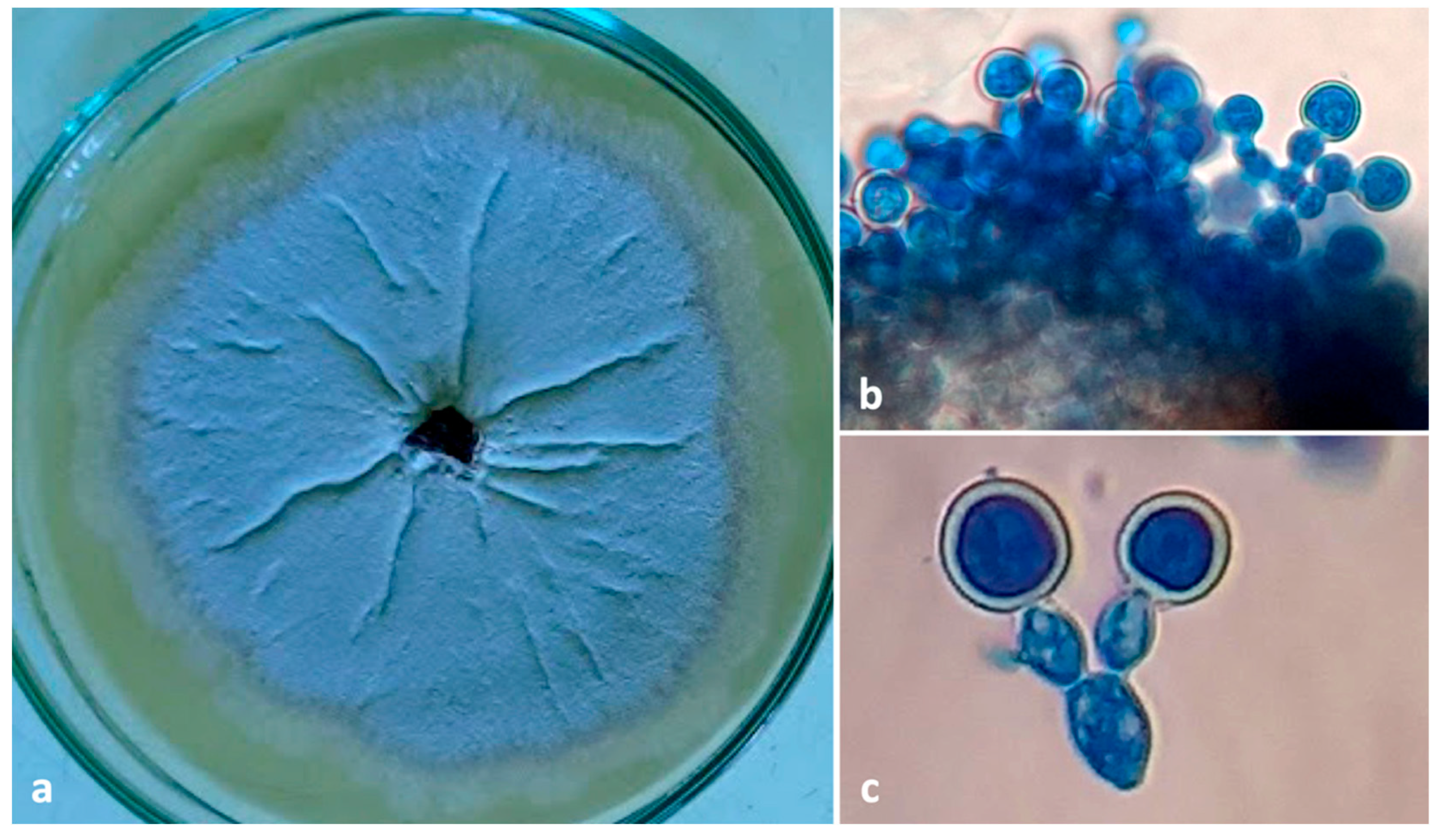 Insects 13 00809 g007