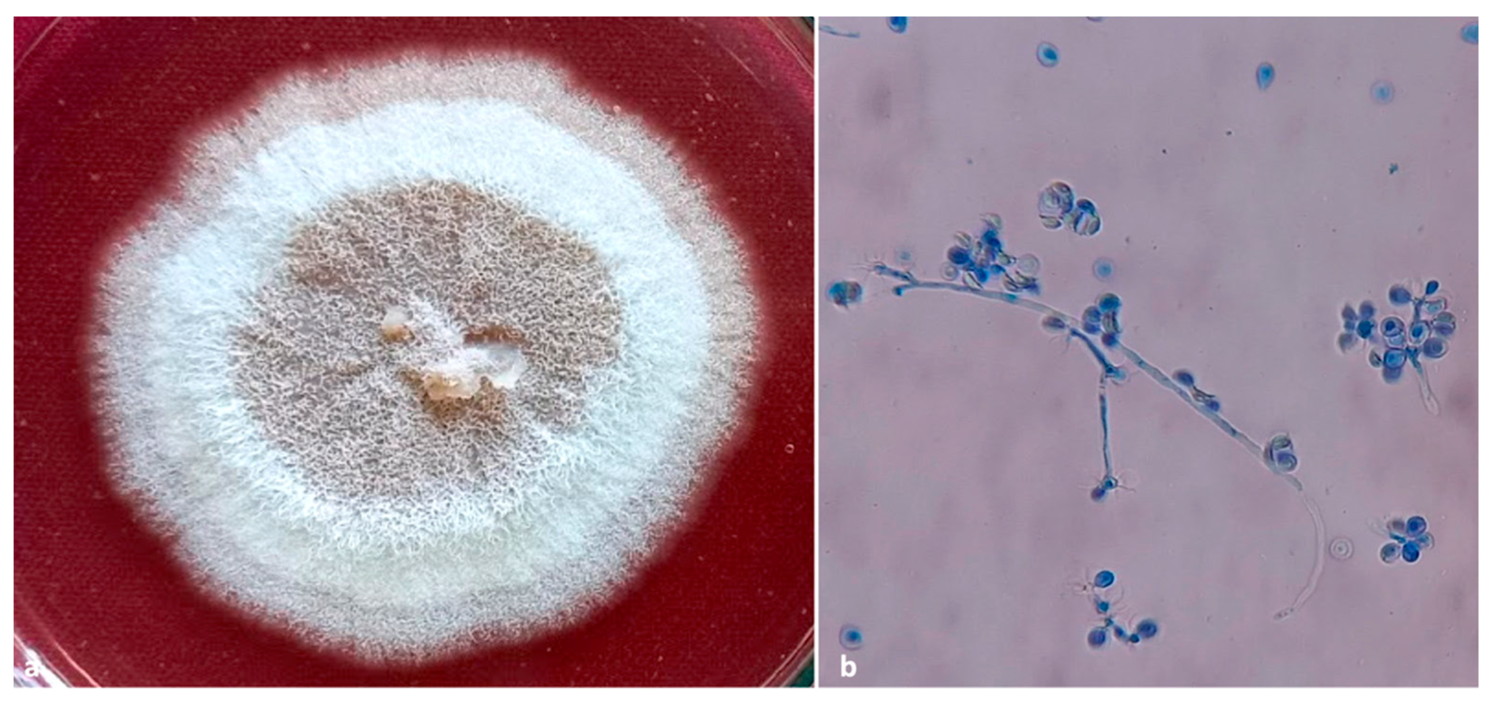 Insects 13 00809 g008