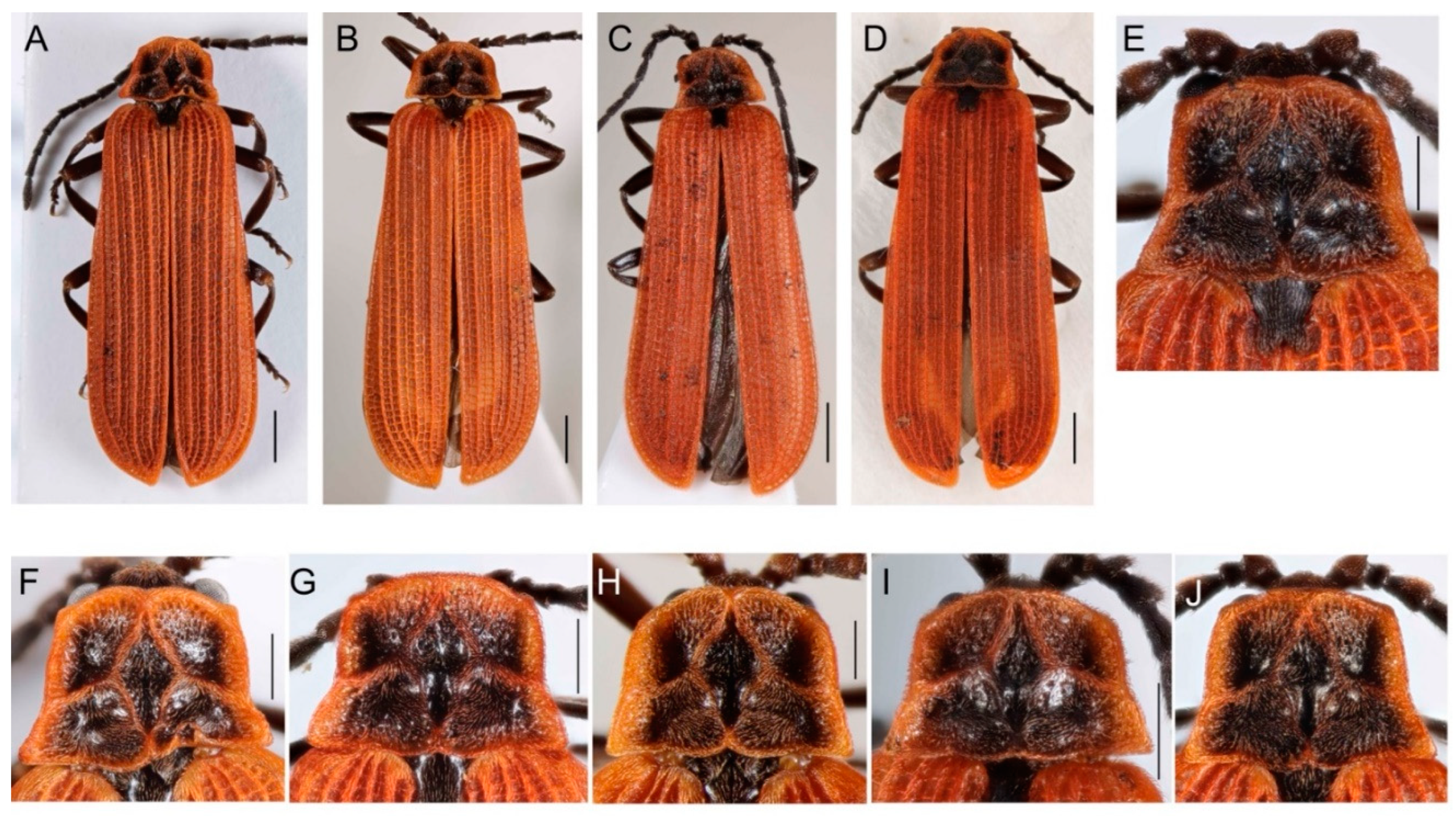 Insects 13 00817 g002