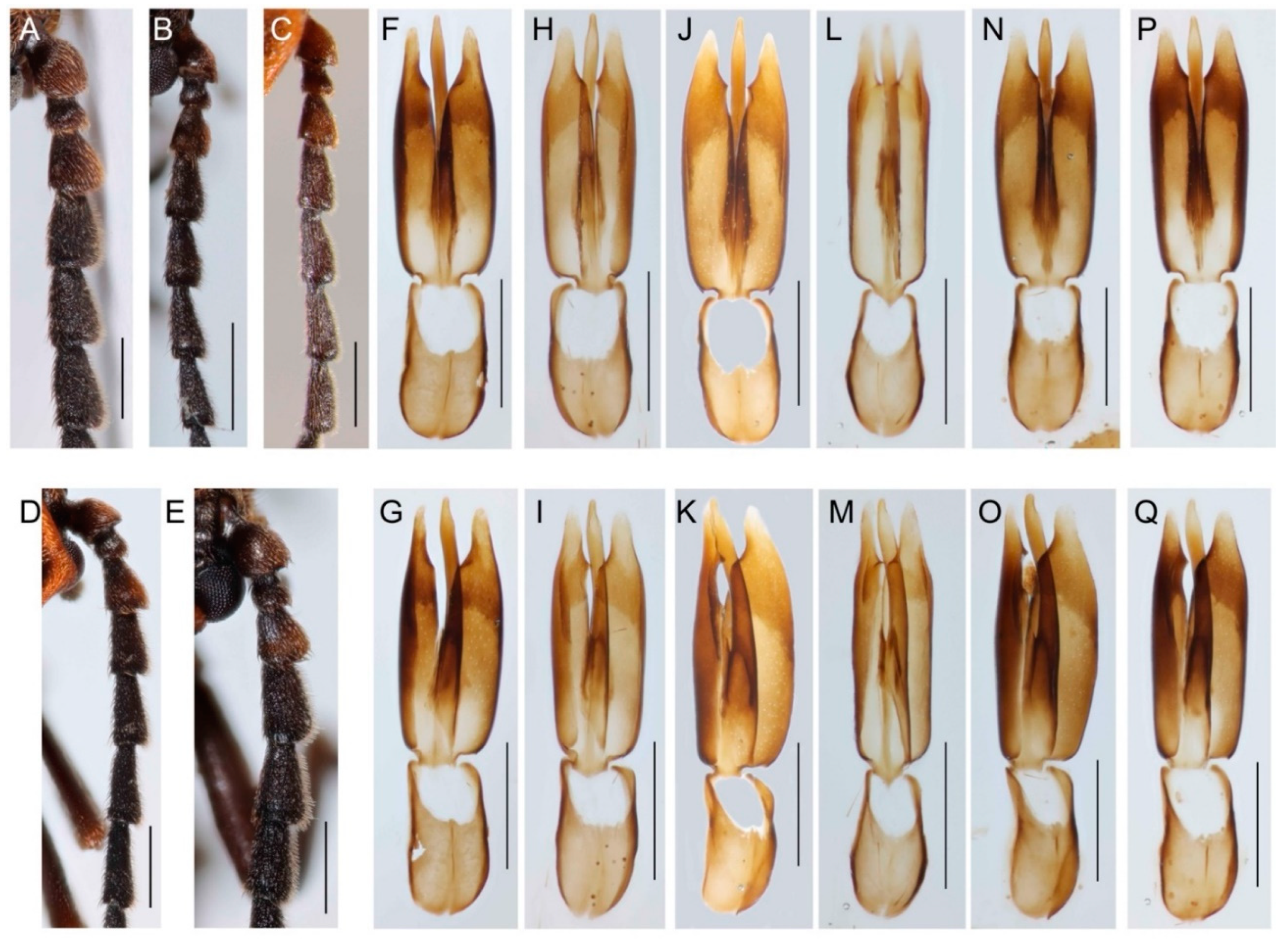 Insects 13 00817 g003