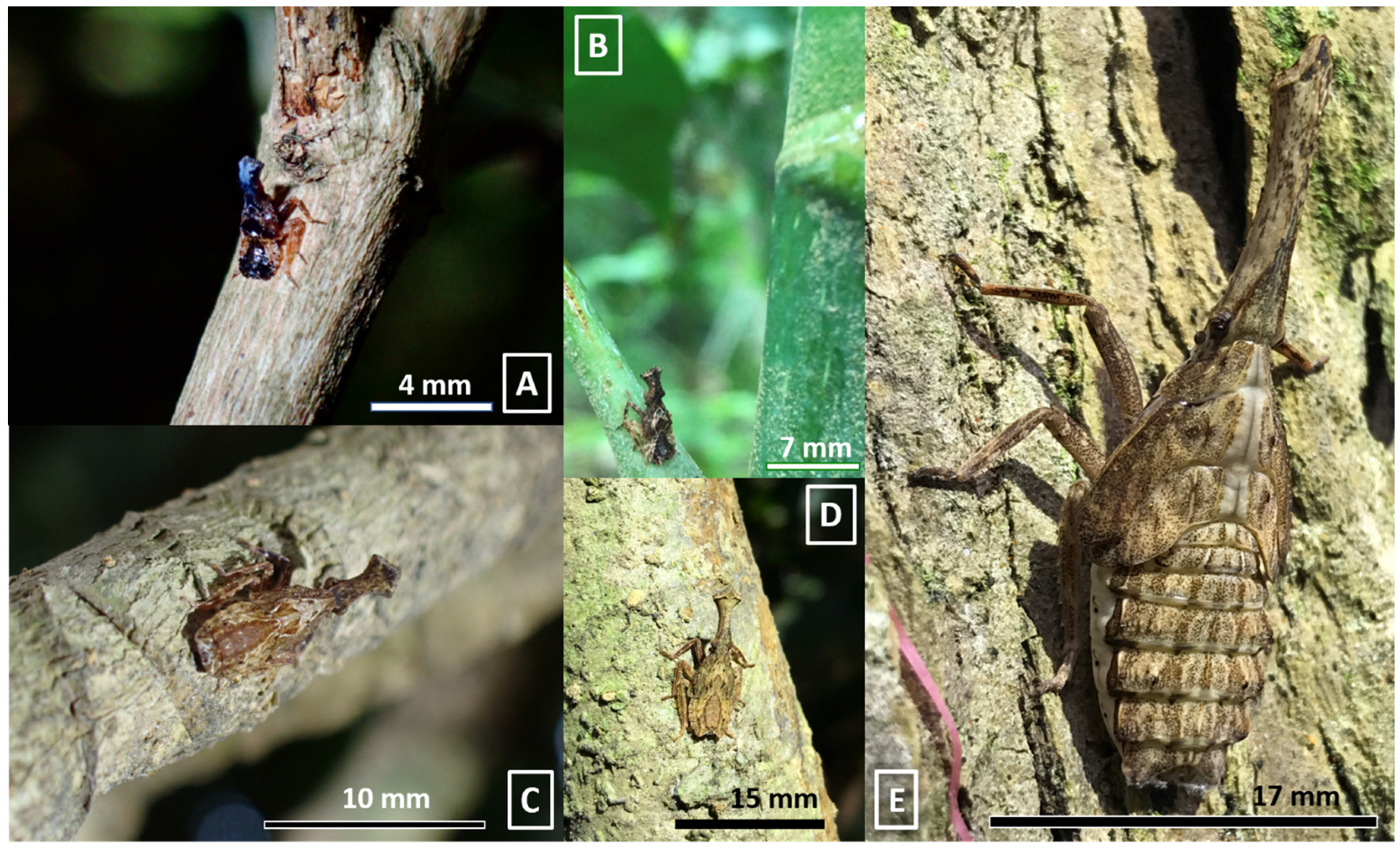 Insects 13 00826 g002