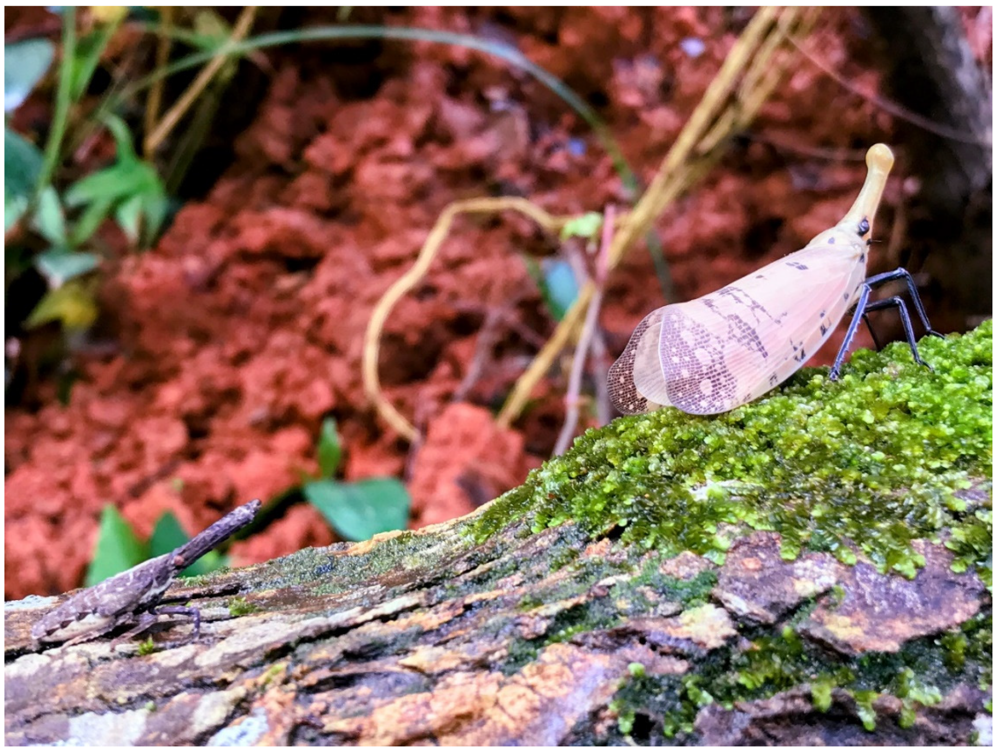 Insects 13 00826 g003