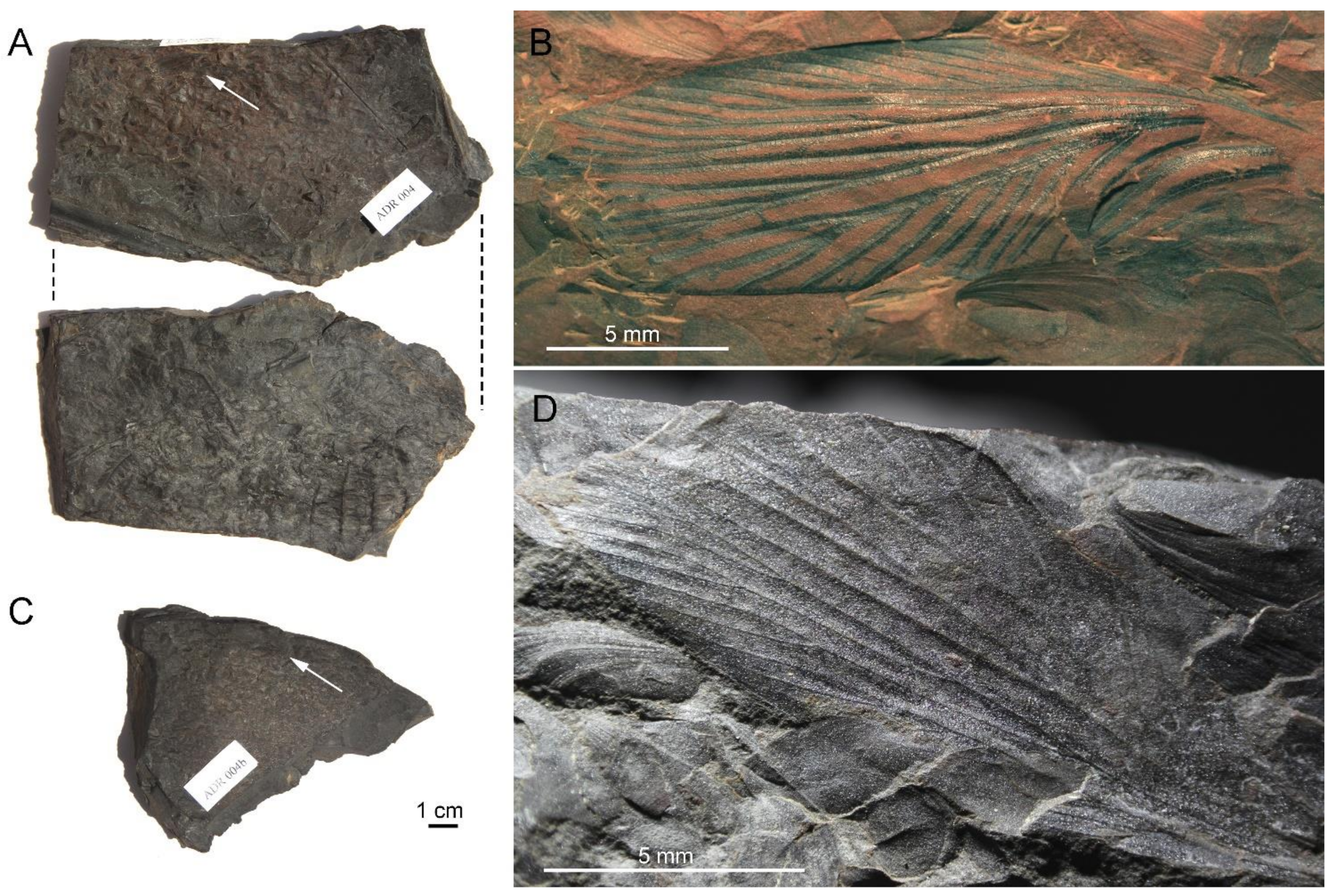 Insects 13 00828 g002