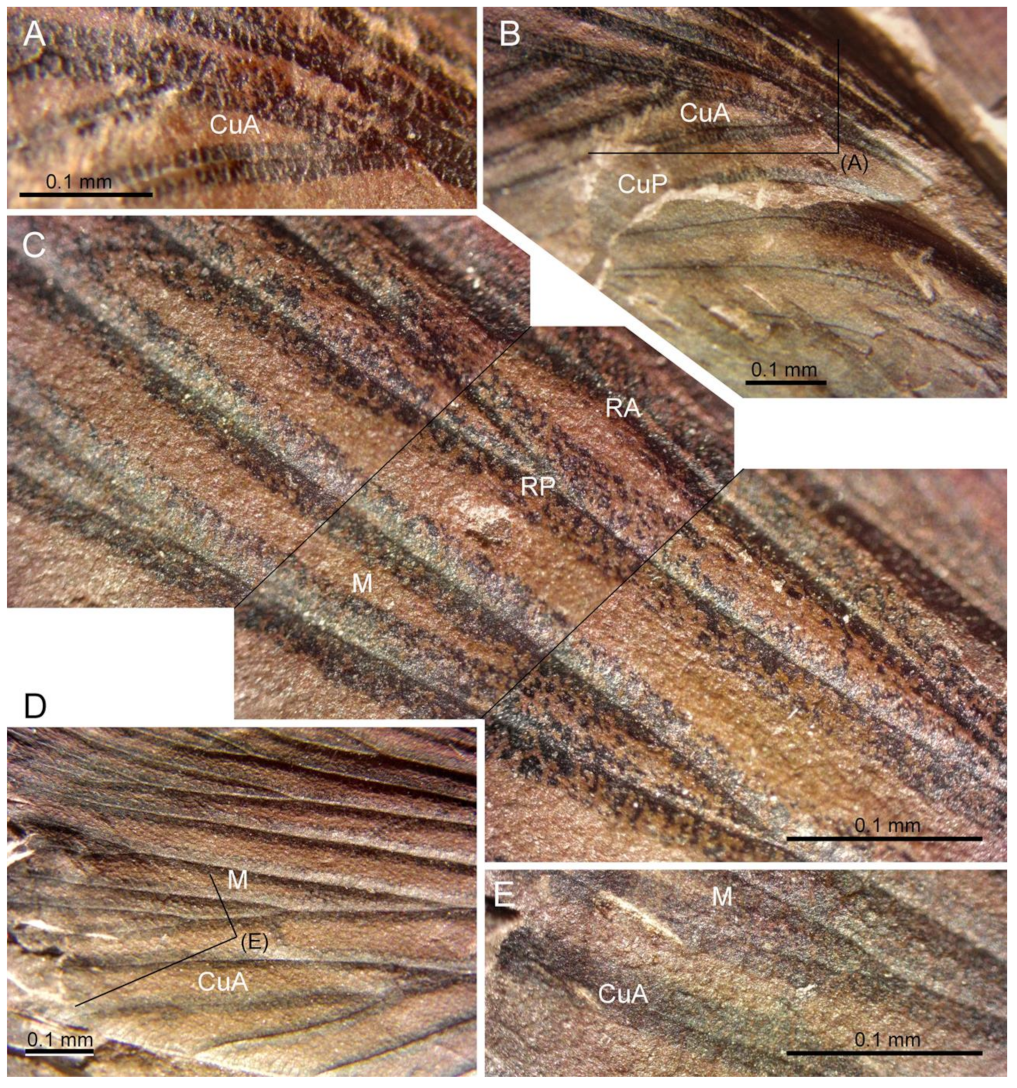 Insects 13 00828 g003