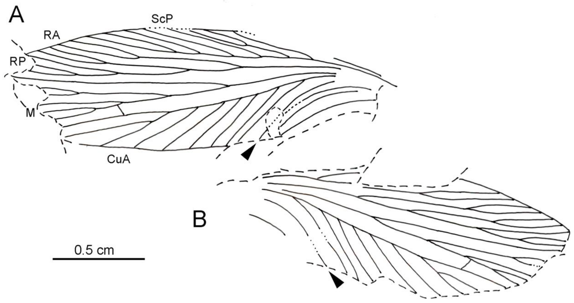 Insects 13 00828 g004