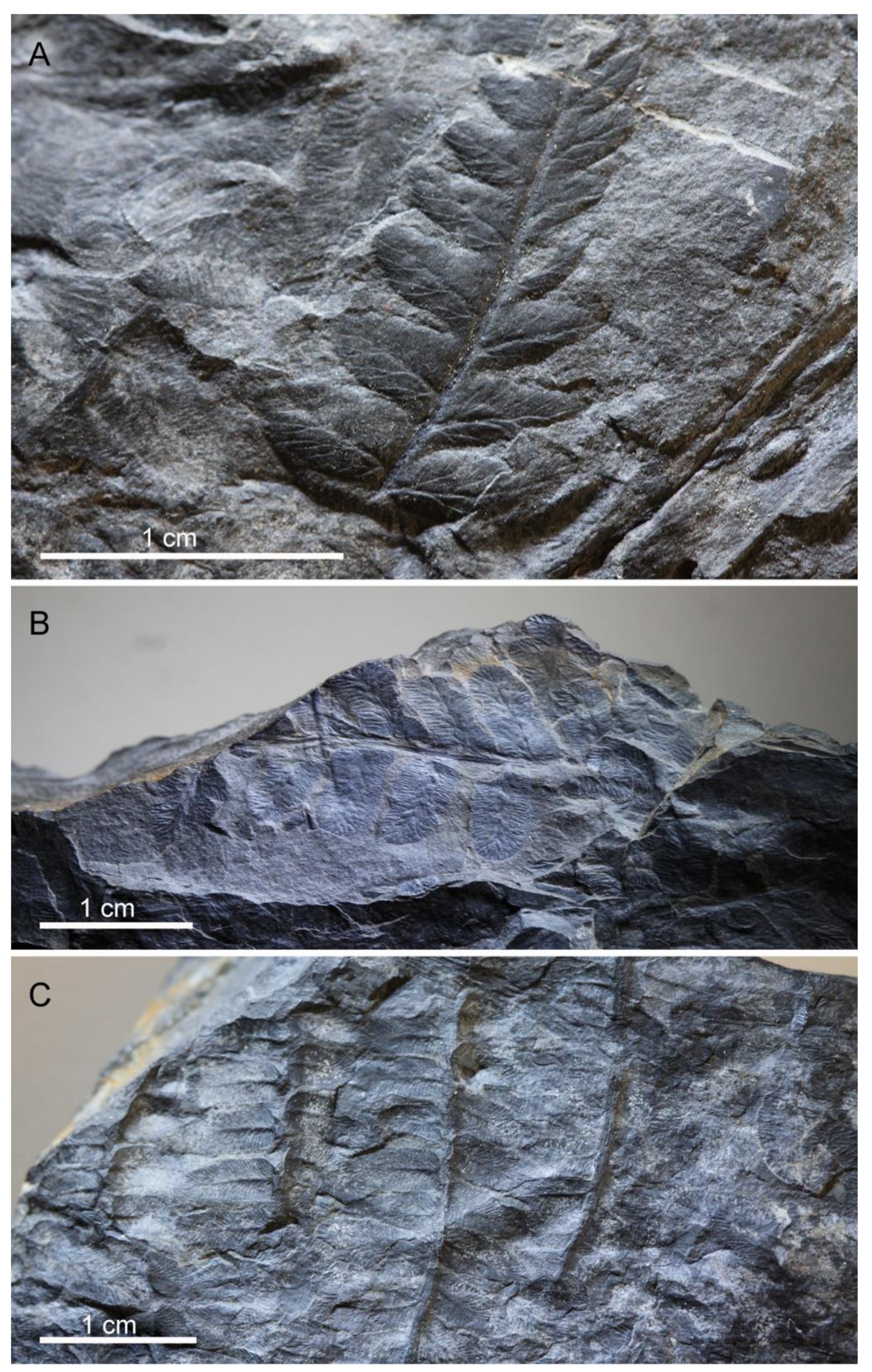 Insects 13 00828 g005
