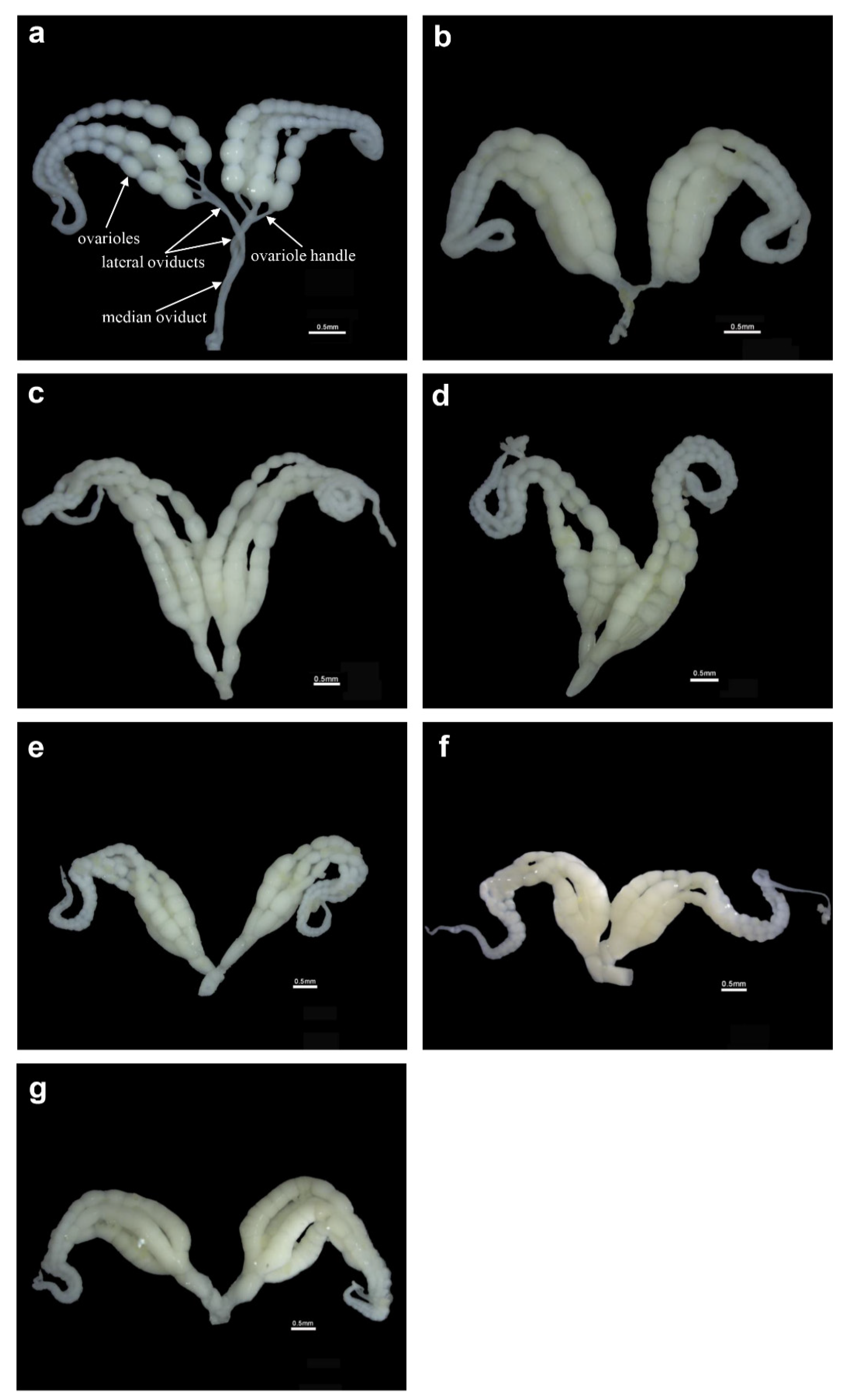 Insects 13 00837 g002
