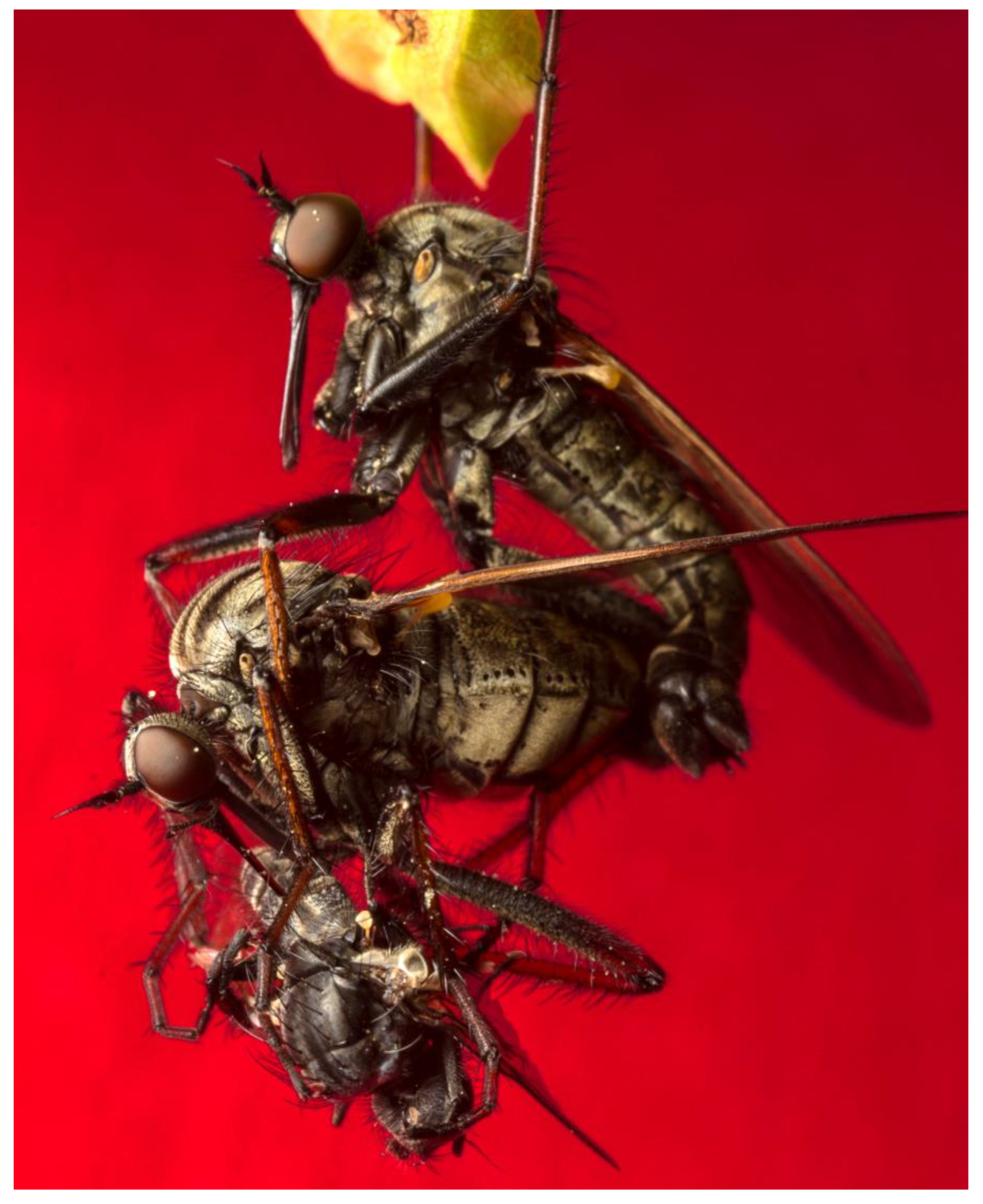 Insects 13 00839 g002