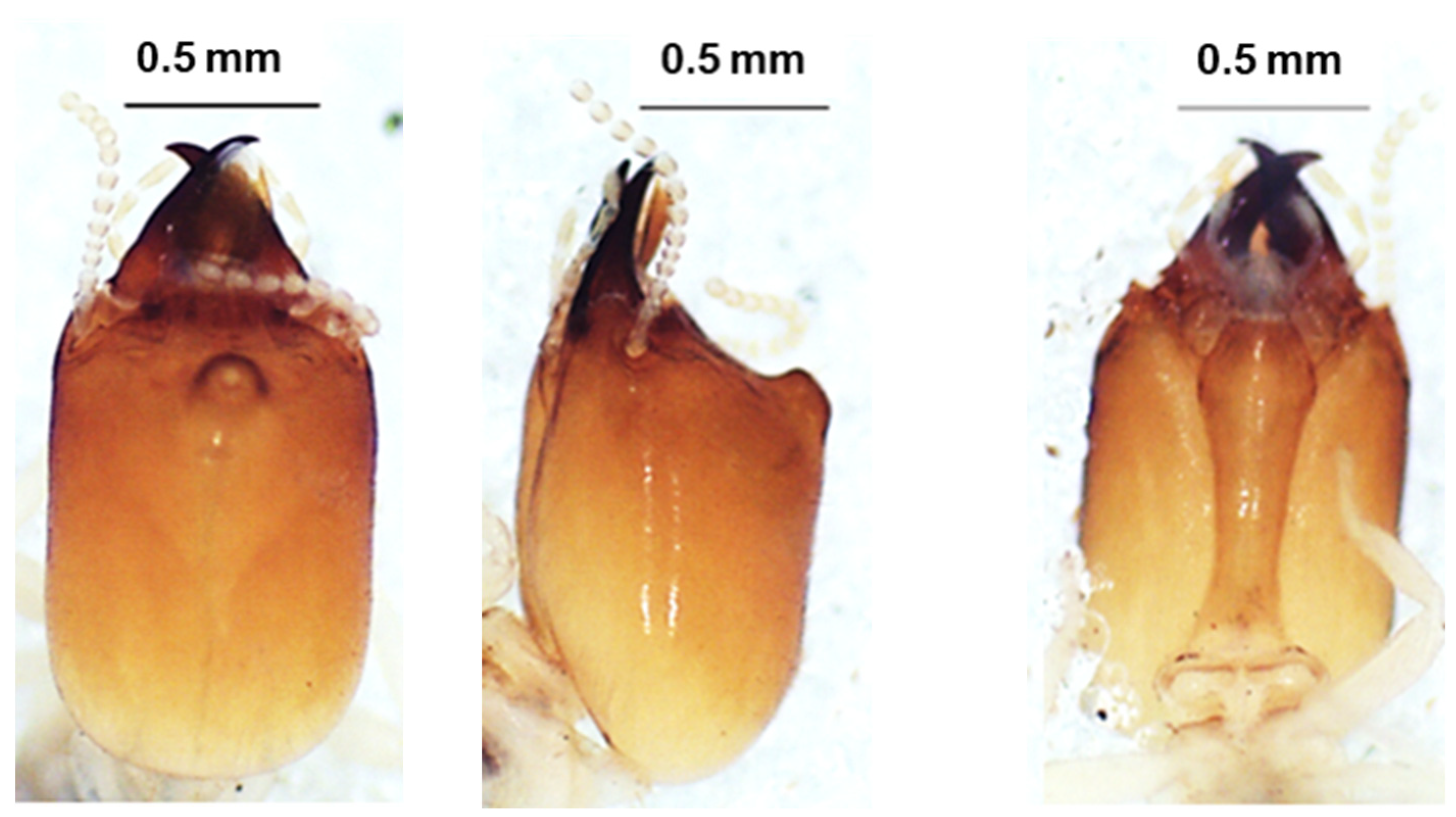 Insects 13 00841 g002