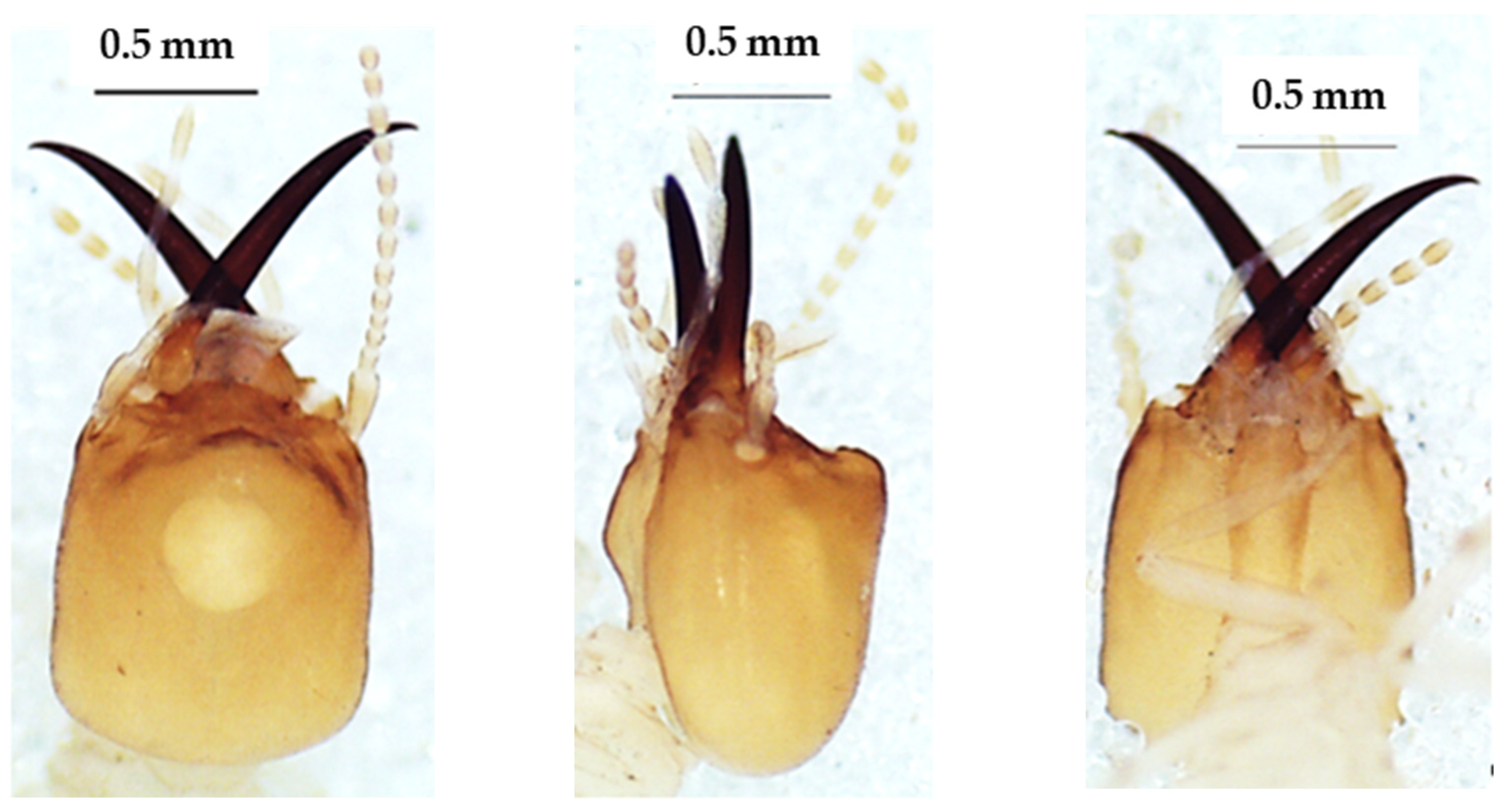Insects 13 00841 g004