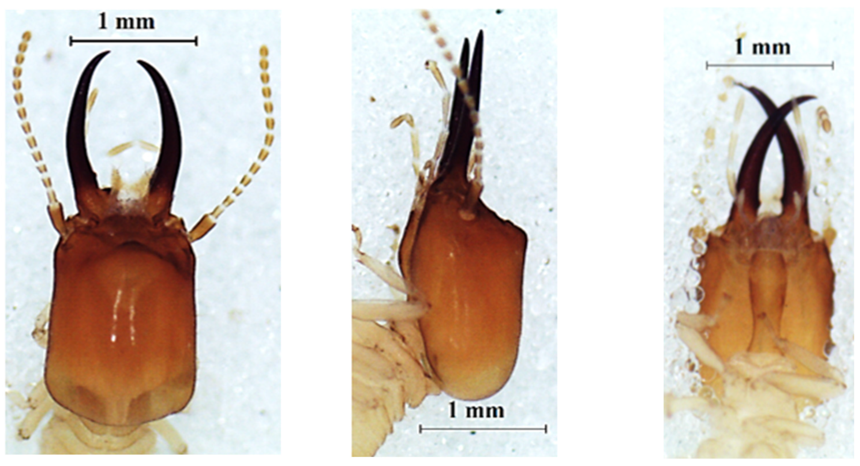 Insects 13 00841 g005