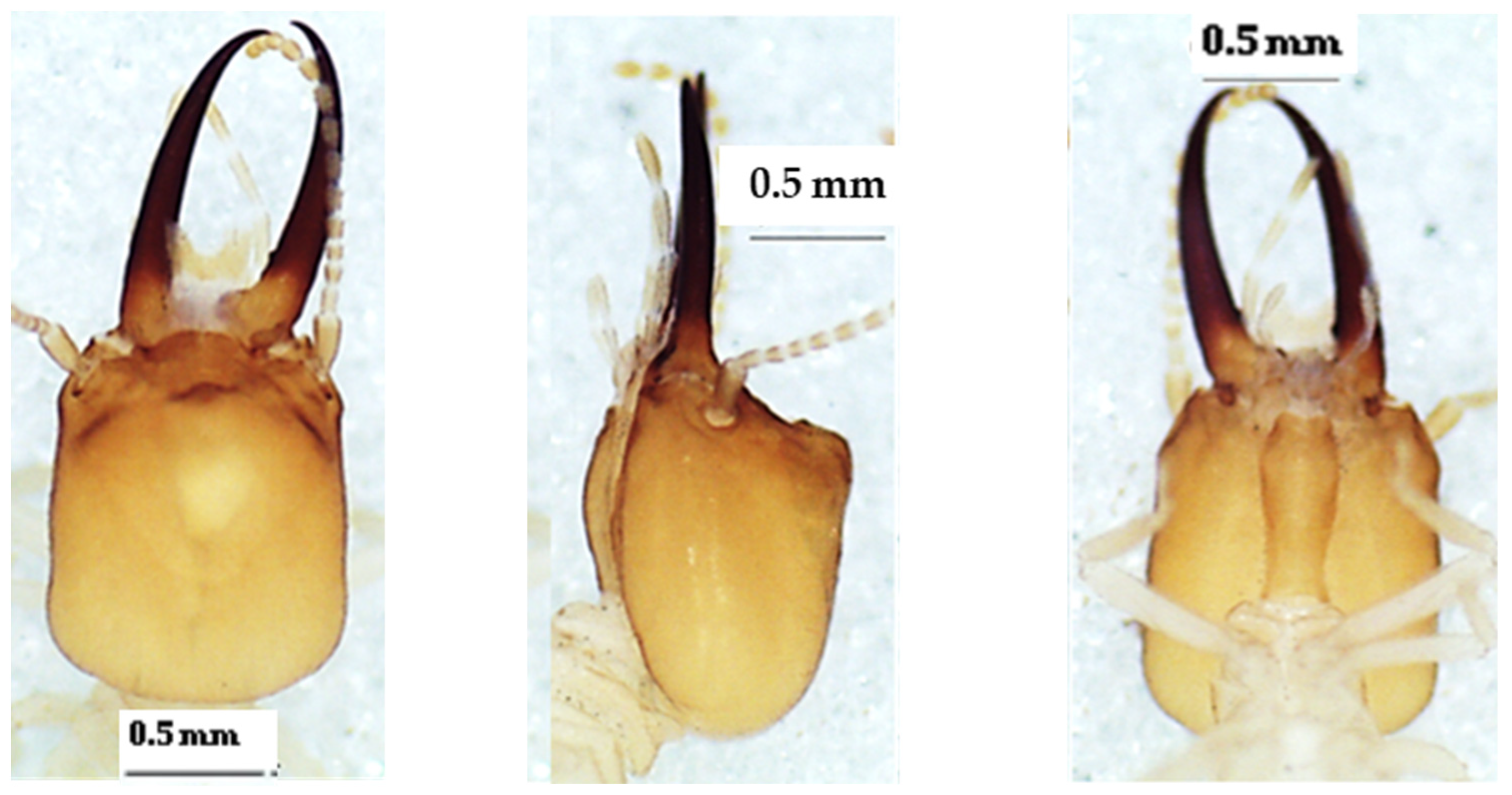 Insects 13 00841 g006