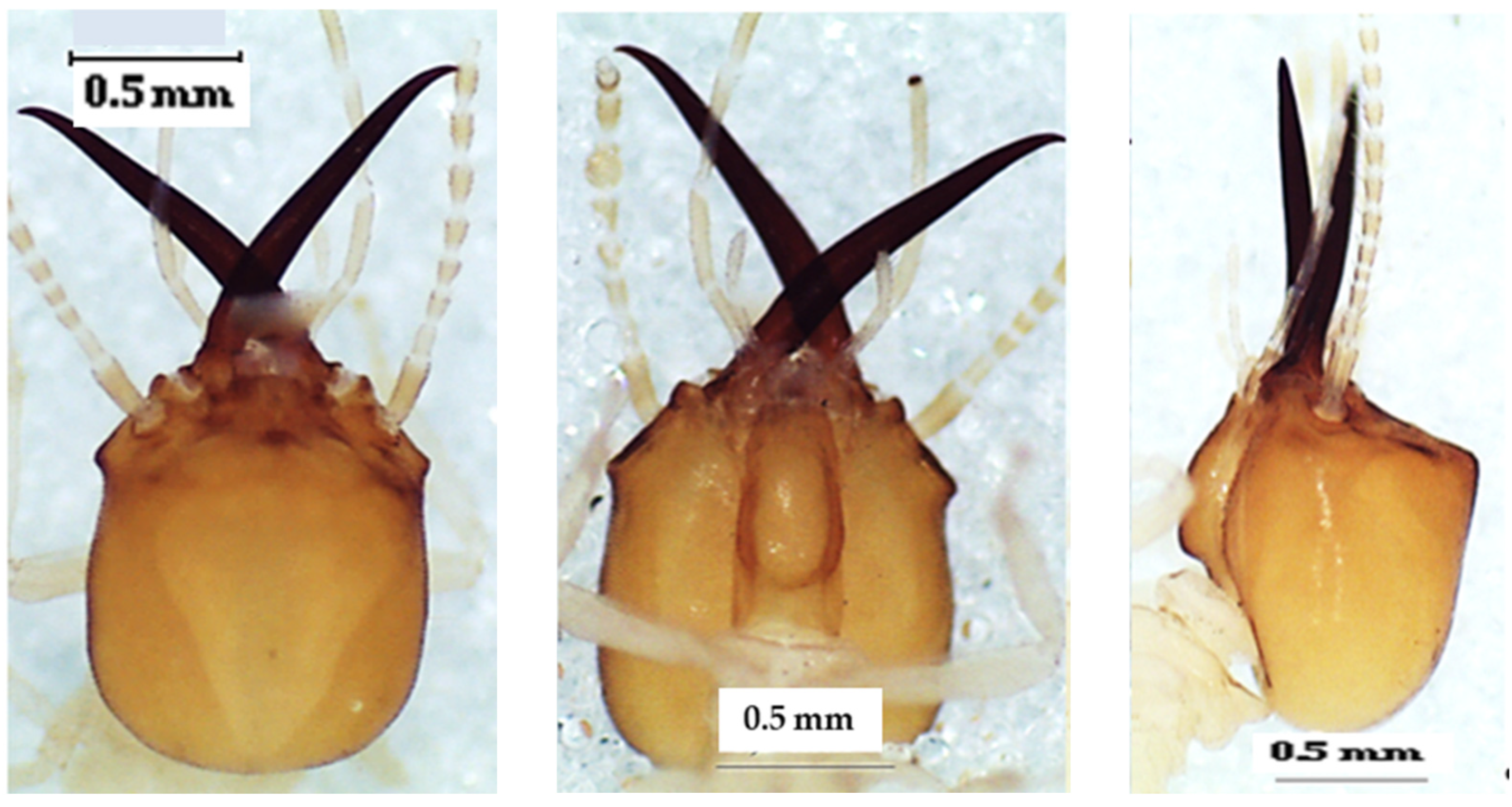 Insects 13 00841 g008
