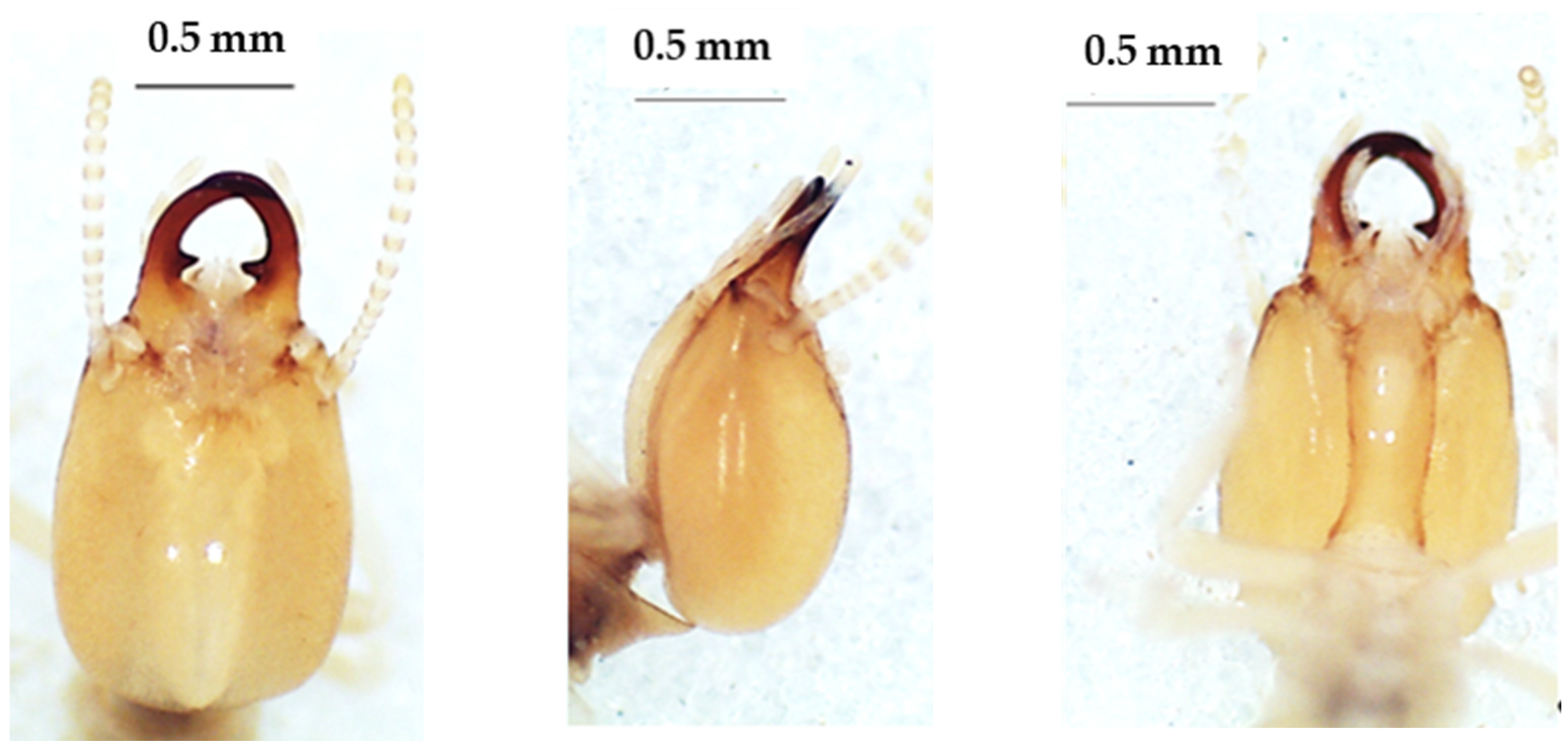 Insects 13 00841 g009
