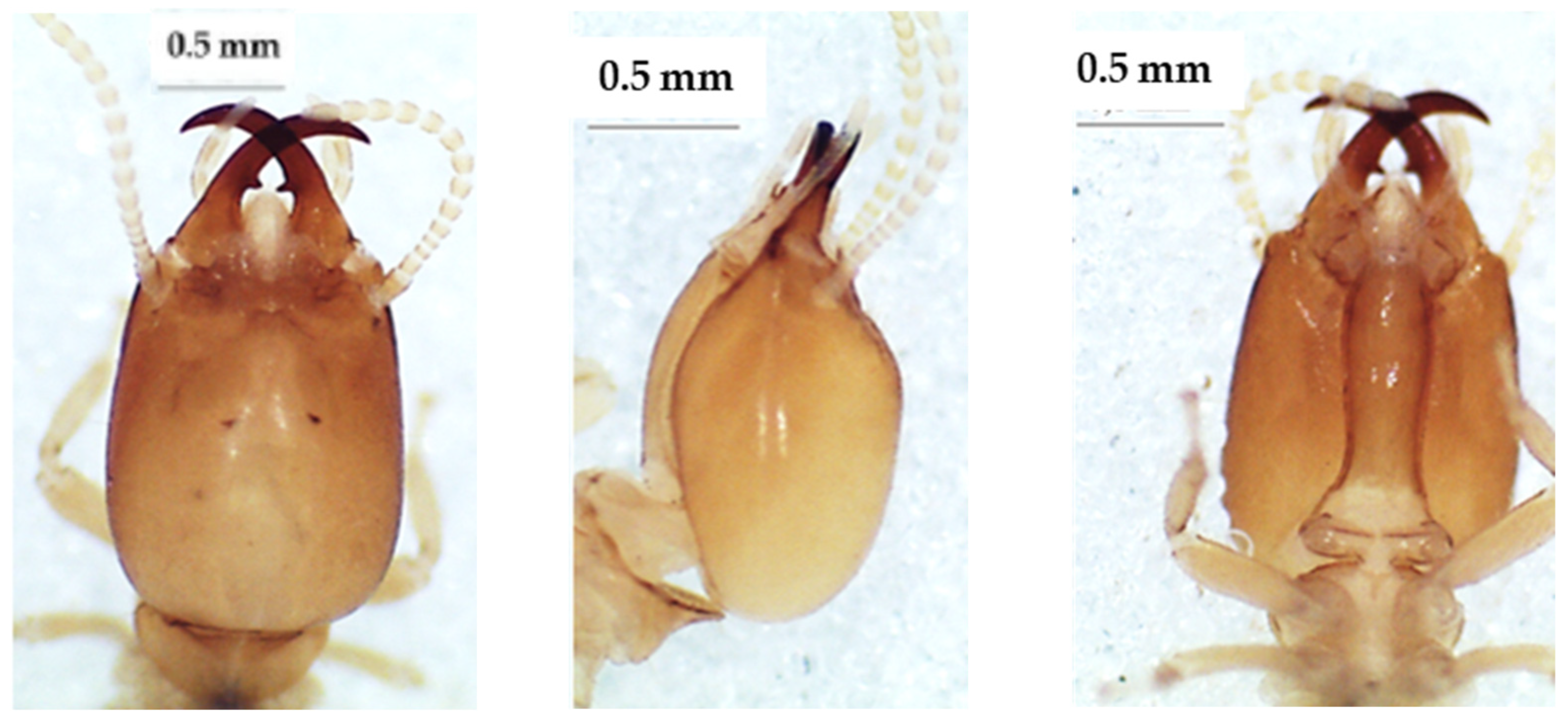 Insects 13 00841 g010