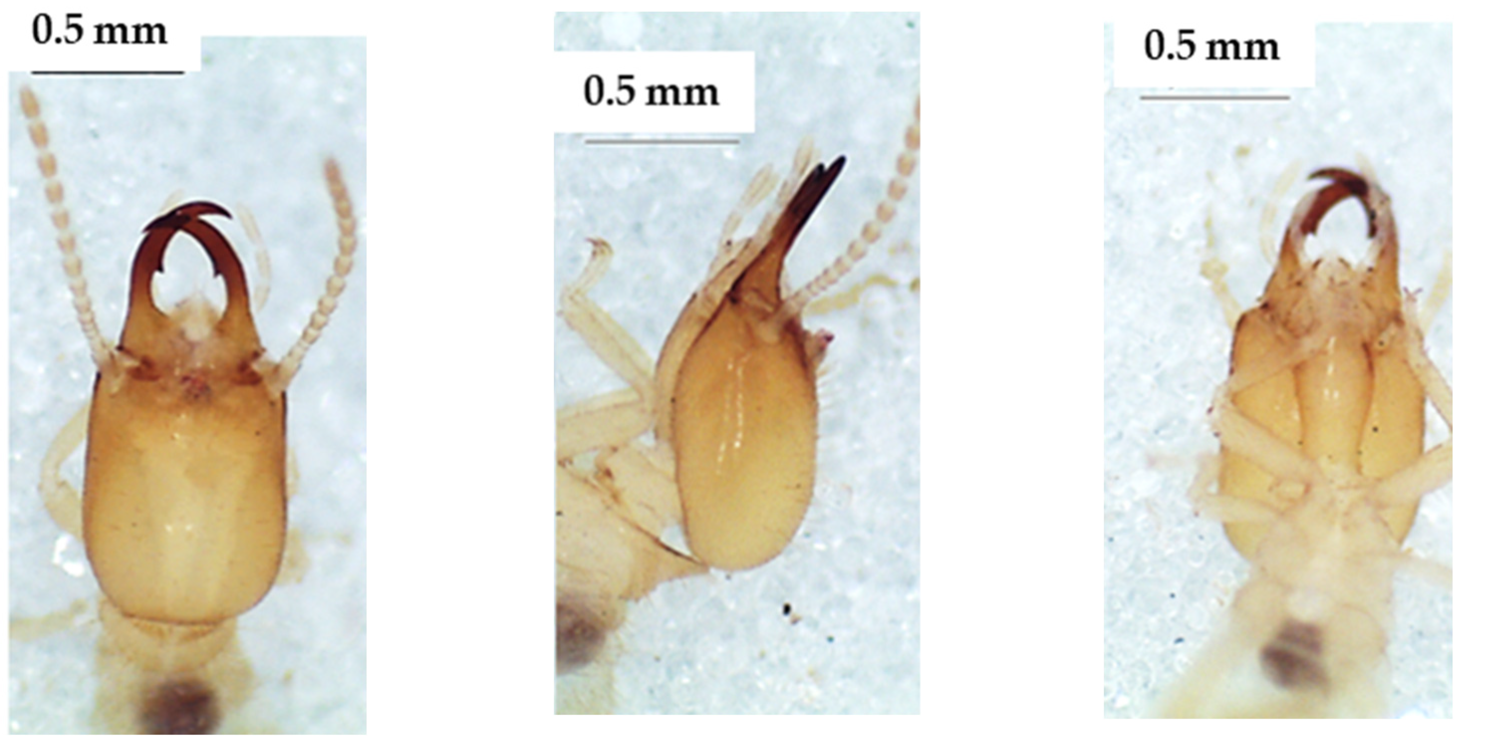 Insects 13 00841 g011