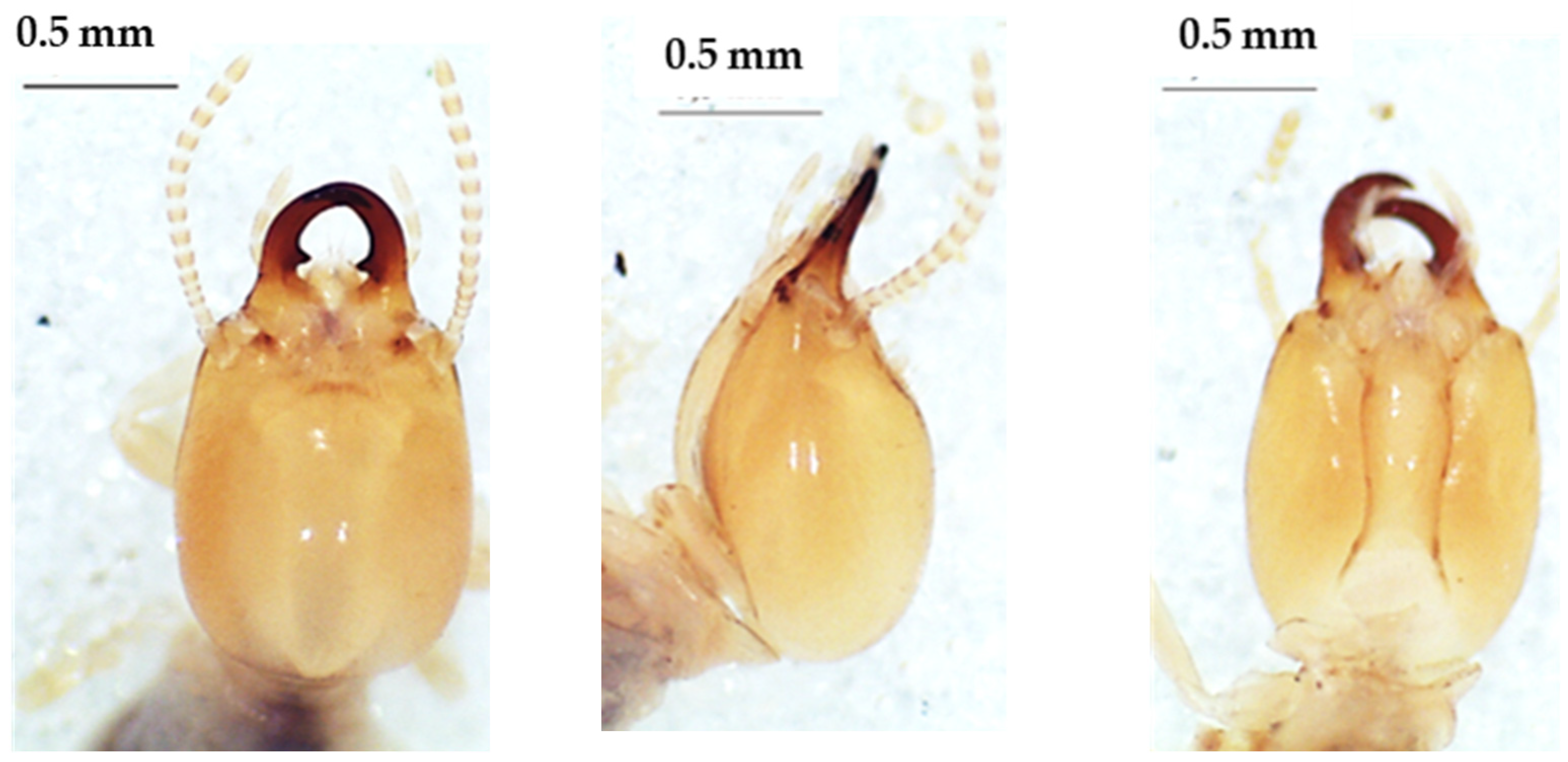 Insects 13 00841 g012