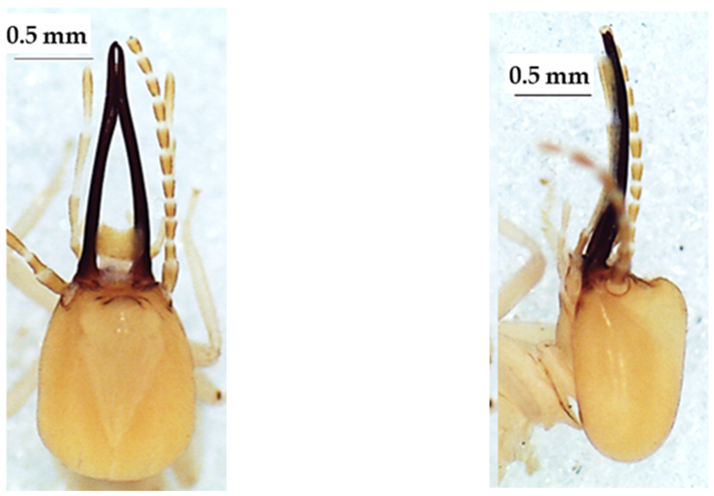 Insects 13 00841 g014