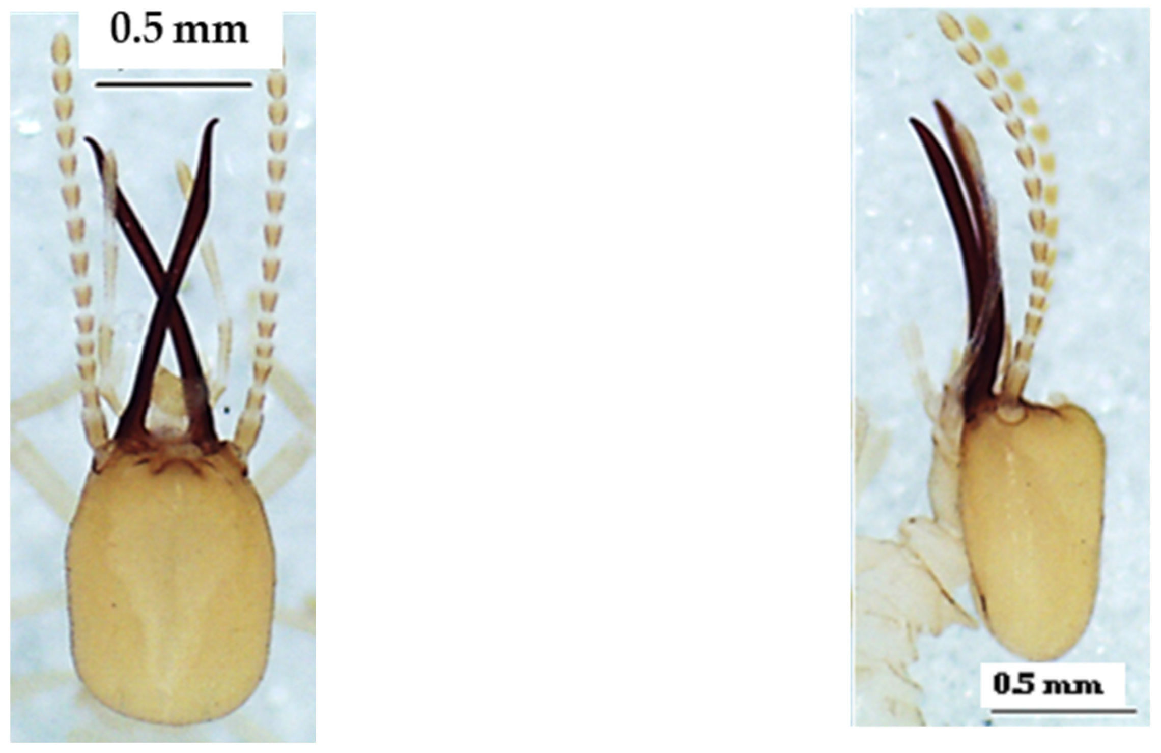 Insects 13 00841 g015