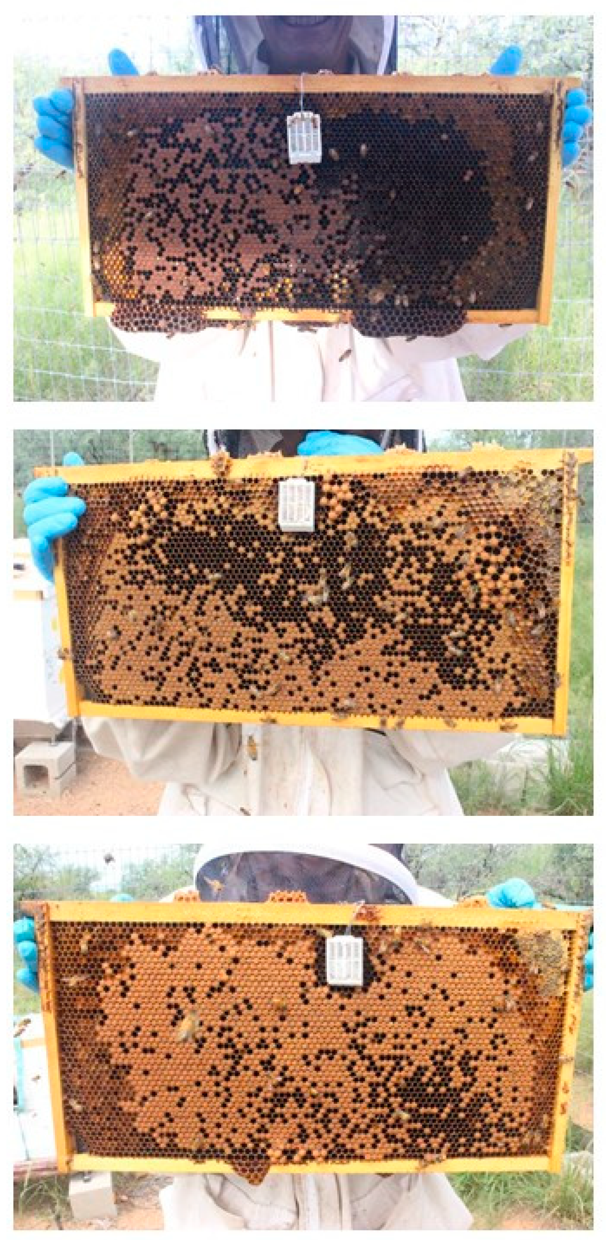 Insects 13 00845 g001