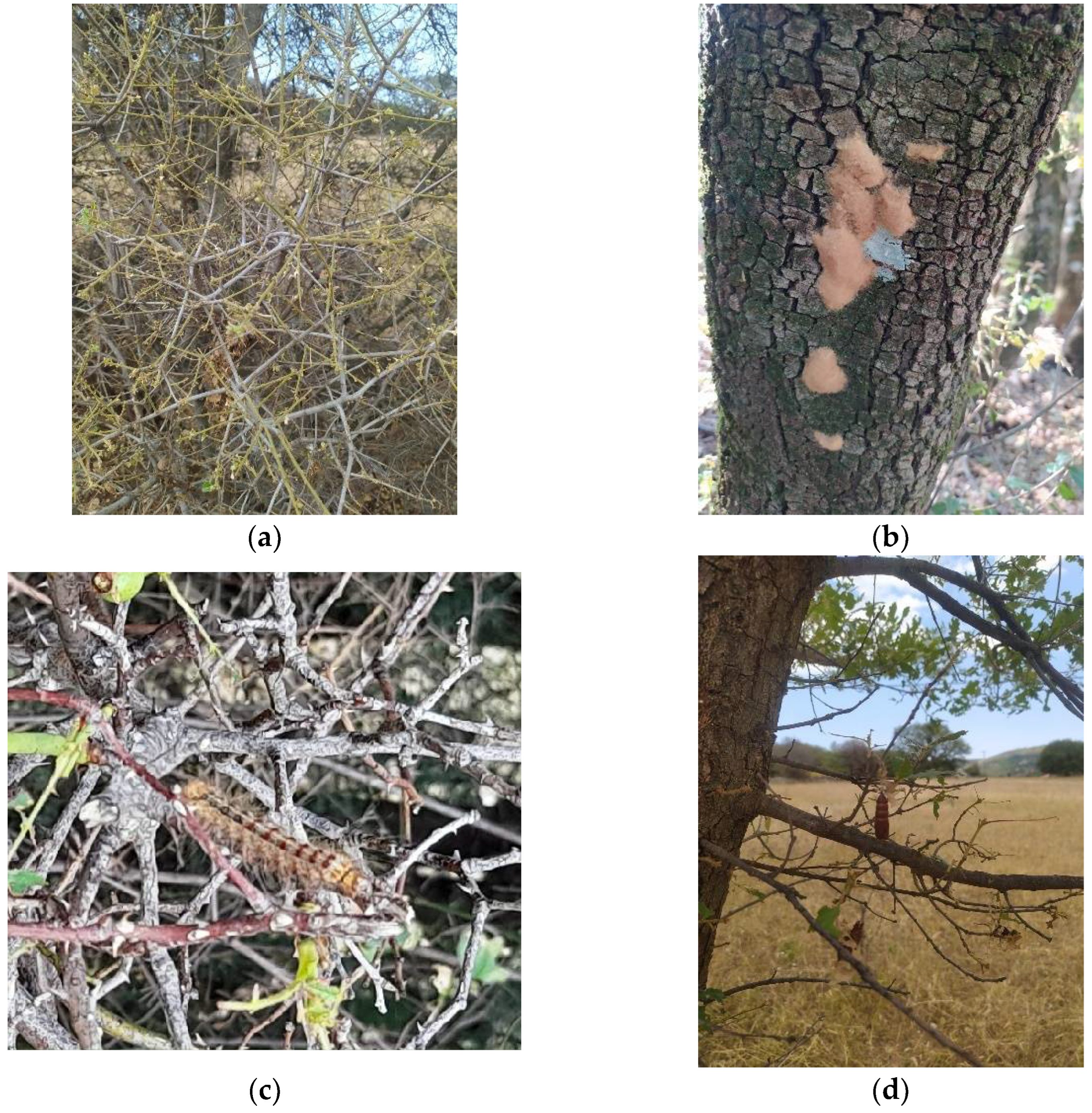 Insects 13 00854 g001a