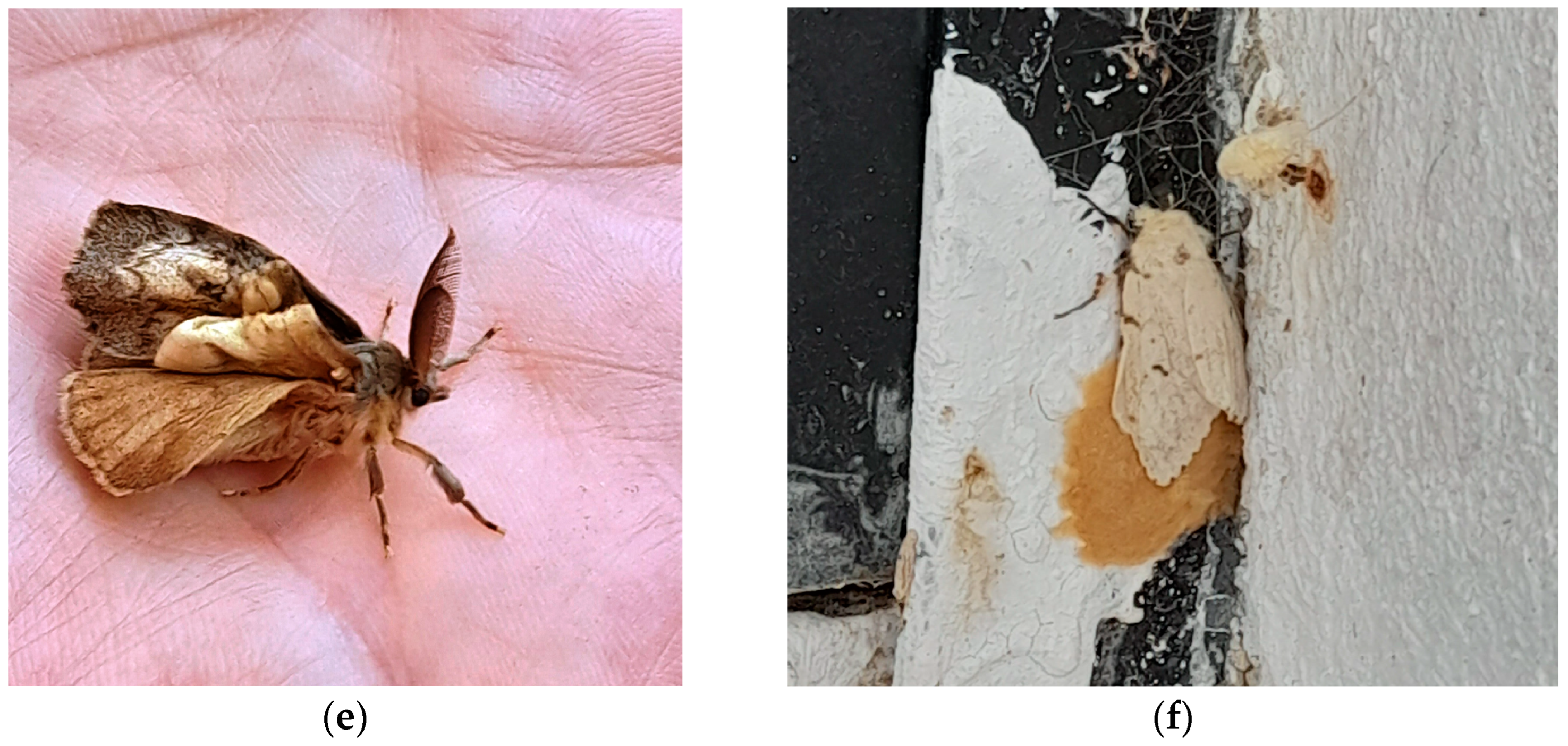 Insects 13 00854 g001b