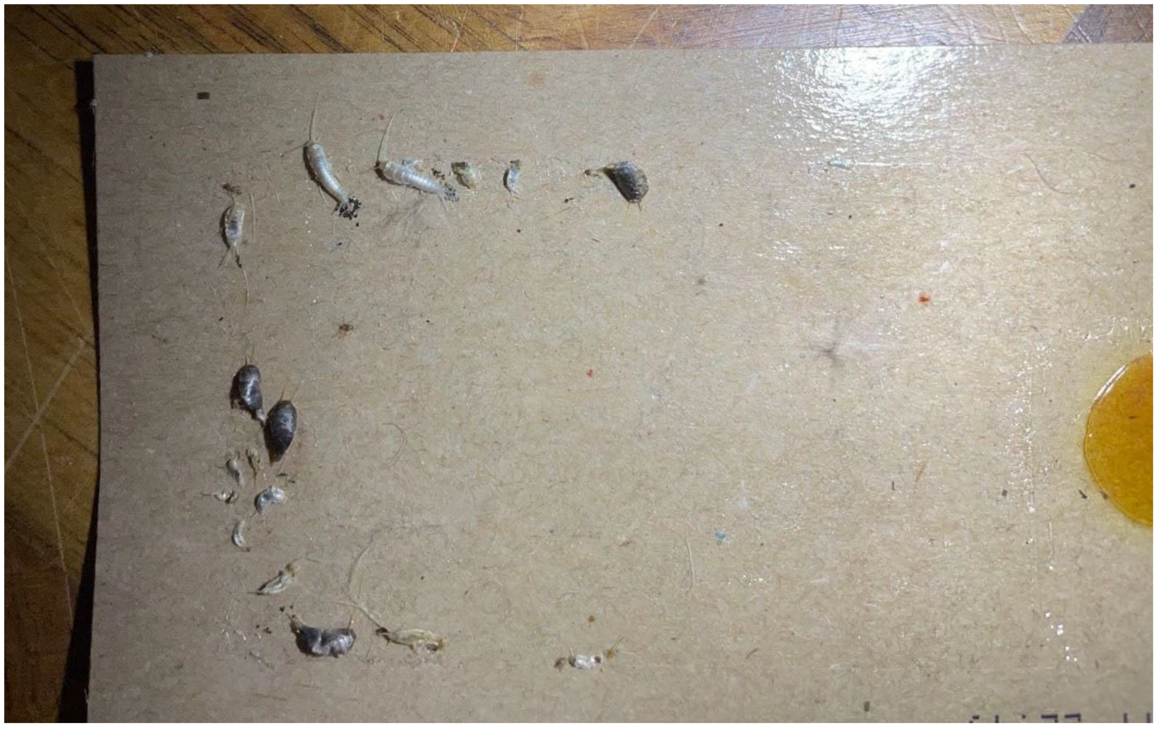 Insects 13 00855 g002