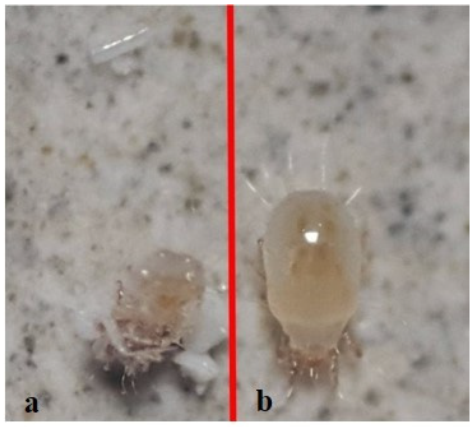 Insects 13 00857 g003