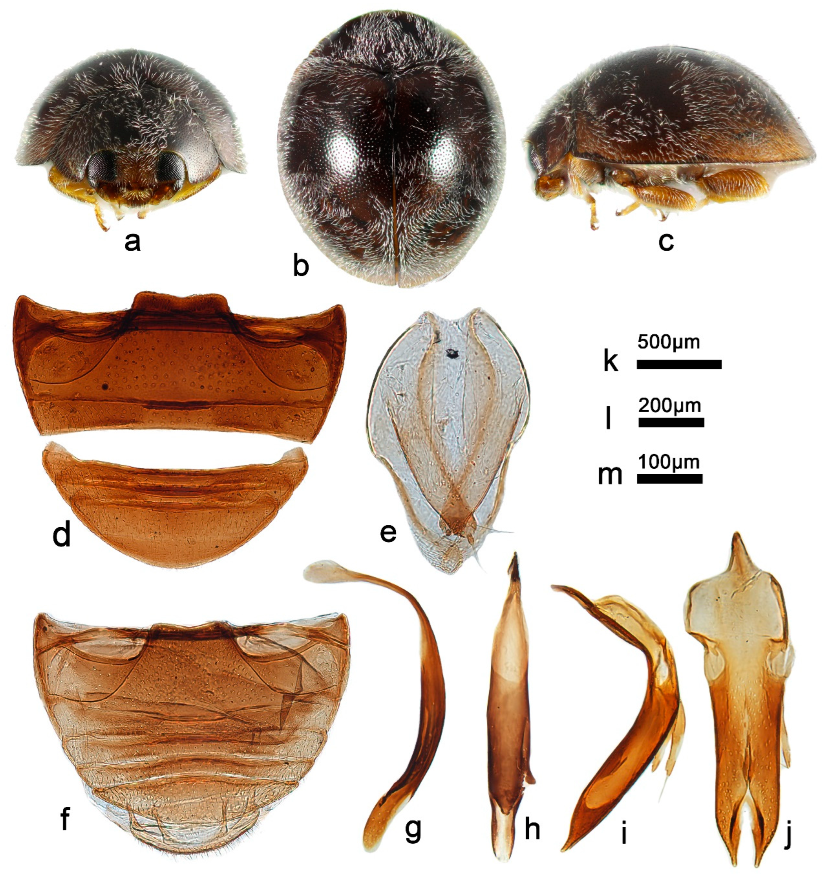 Insects 13 00869 g017 Insects 13 00869 g017