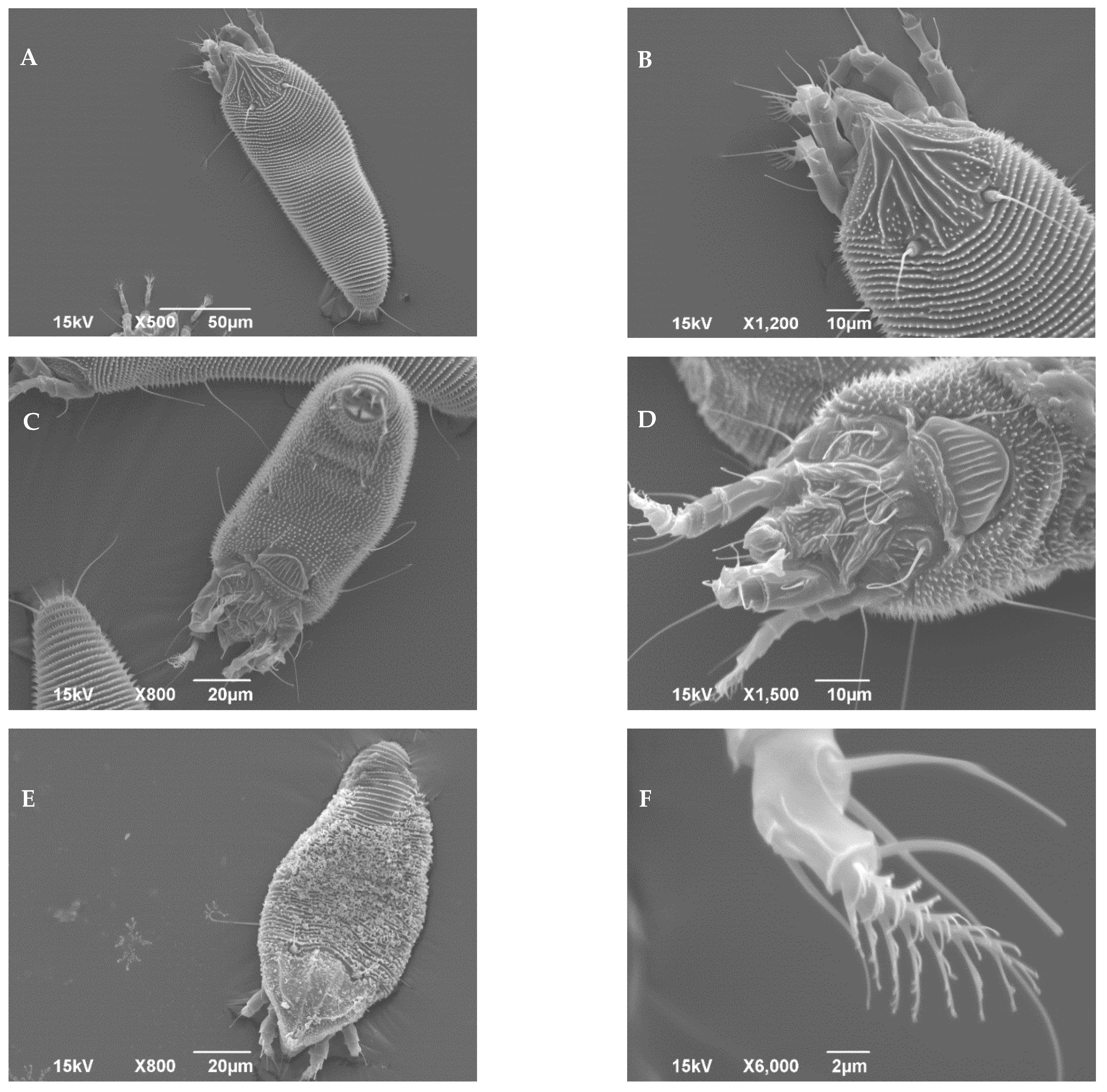 Insects 13 00877 g004