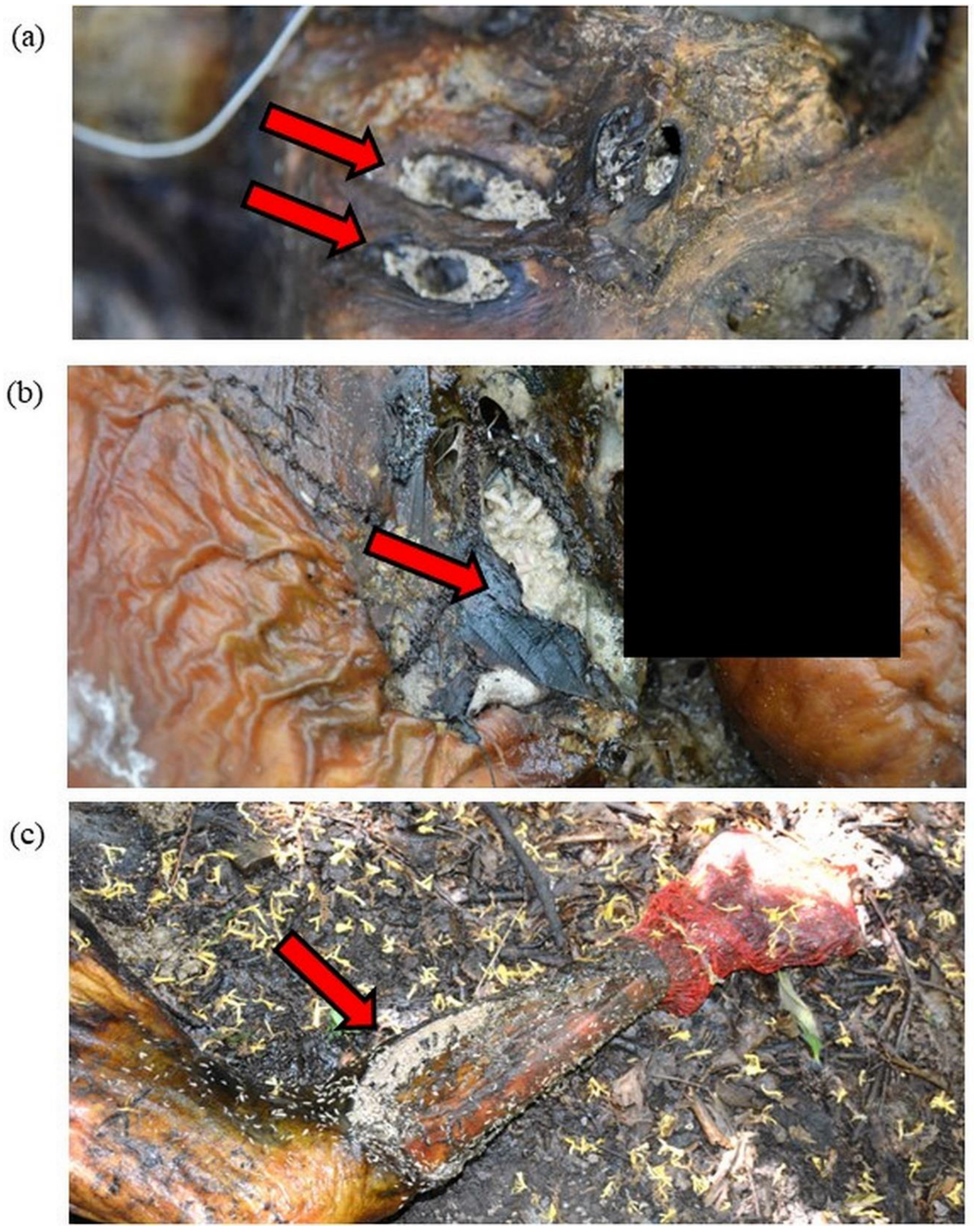 Insects 13 00879 g001