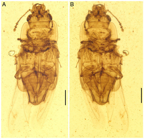 Insects 13 00884 g001 550