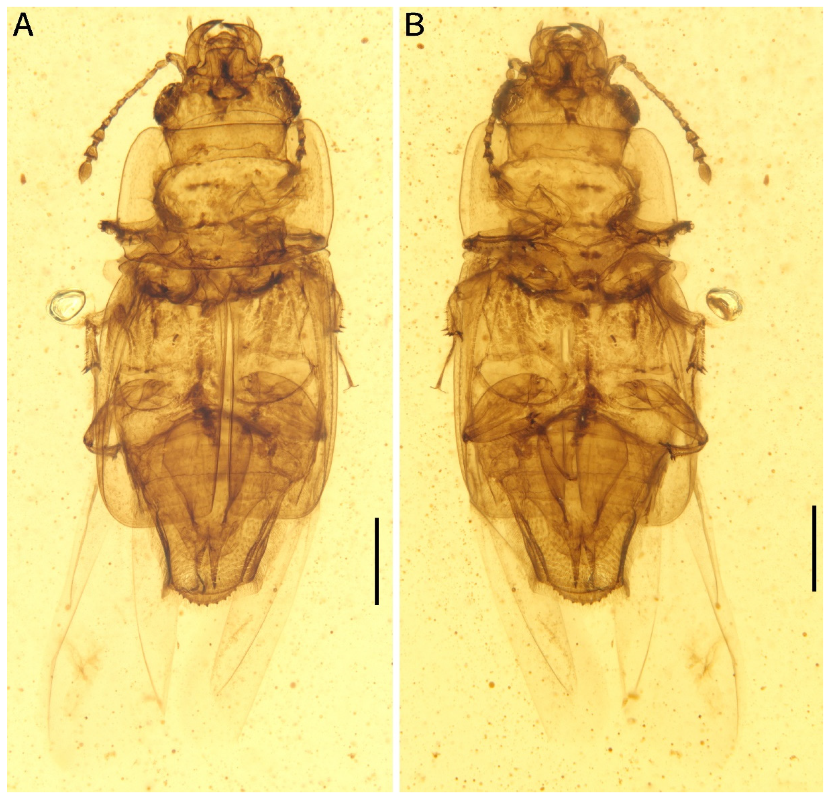 Insects 13 00884 g001
