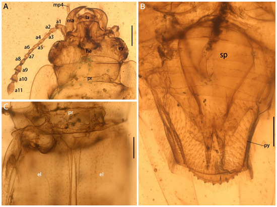 Insects 13 00884 g002 550
